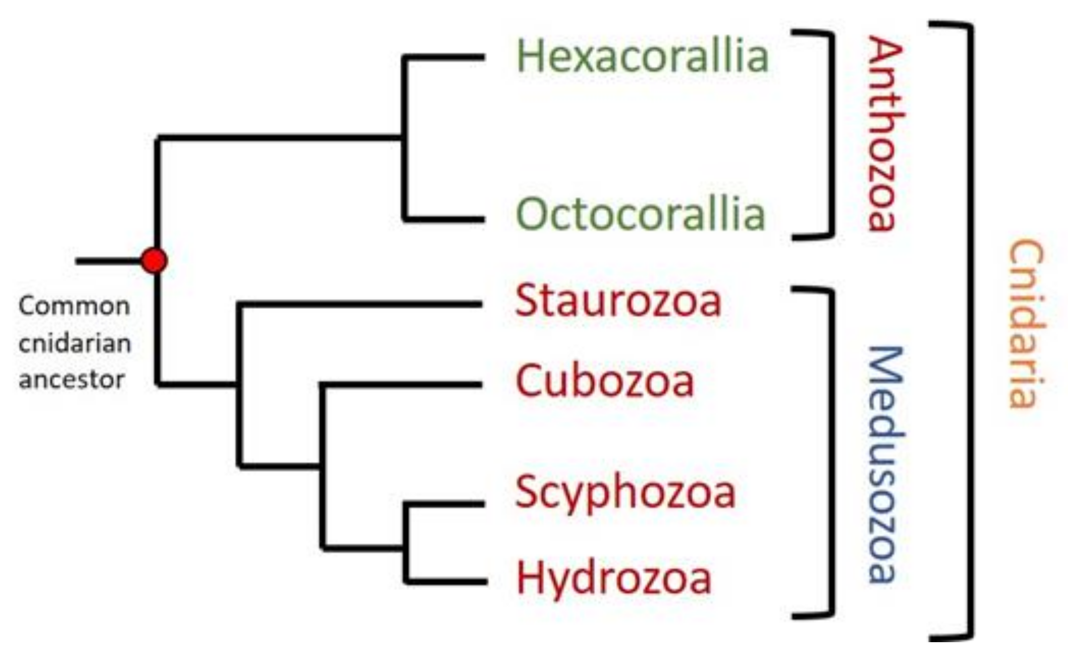 Ijms 21 08915 g001 Ijms 21 08915 g001