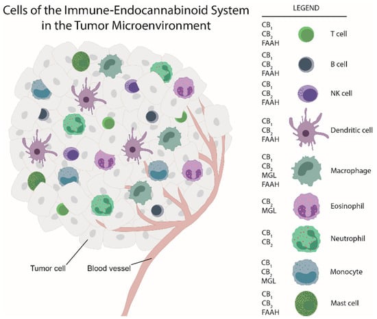 Ijms Free Full Text The Immune Endocannabinoid System Of The Tumor