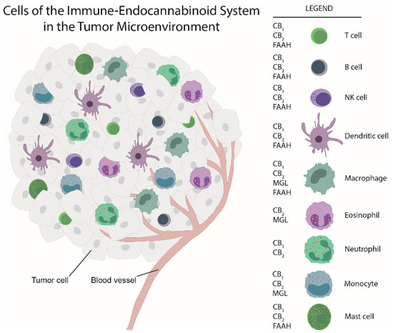 Ijms Free Full Text The Immune Endocannabinoid System Of The Tumor