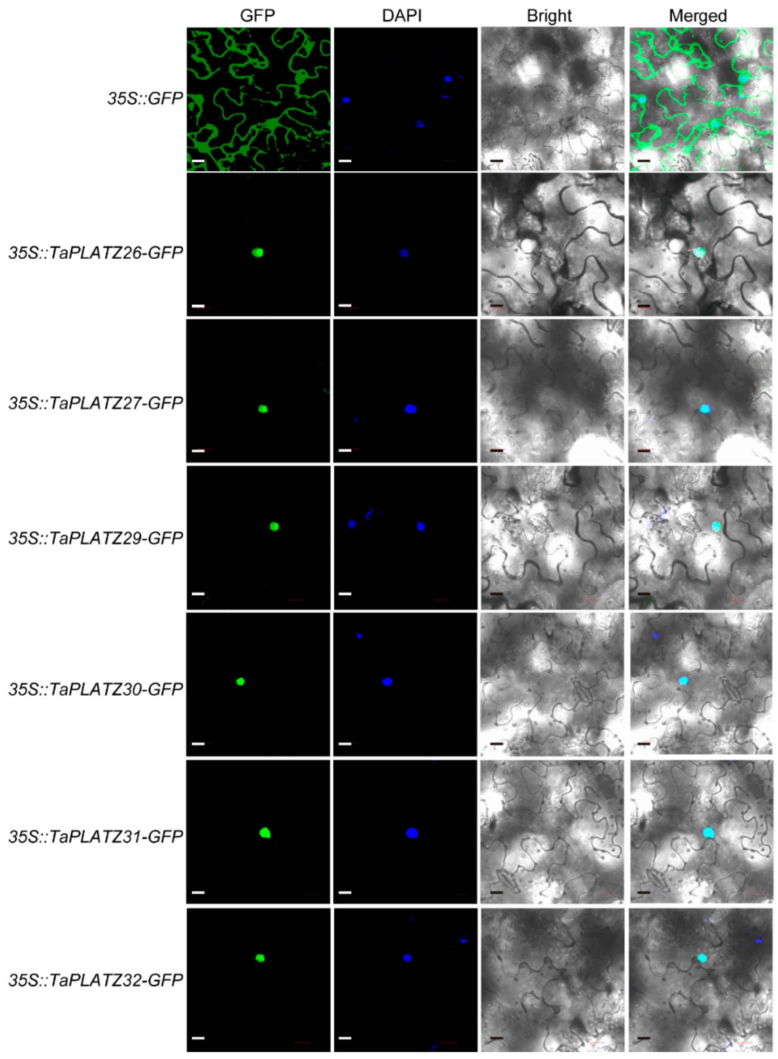 Ijms 21 08934 g006 Ijms 21 08934 g006