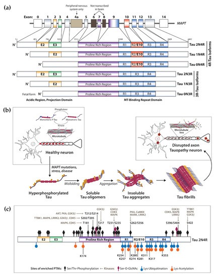 IJMS | Free Full-Text | Tauopathies: Deciphering Disease