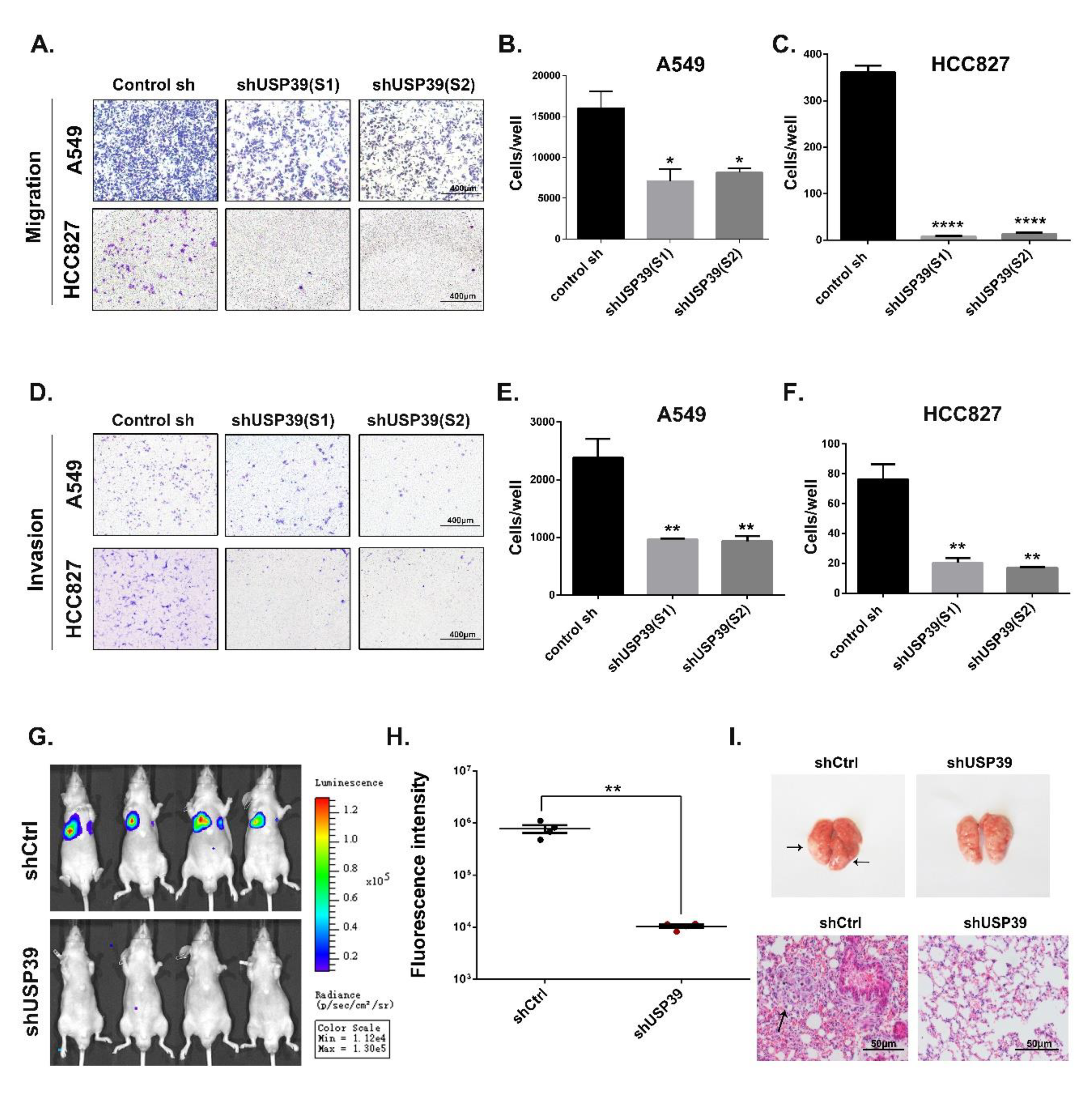 Ijms 21 08949 g005 Ijms 21 08949 g005