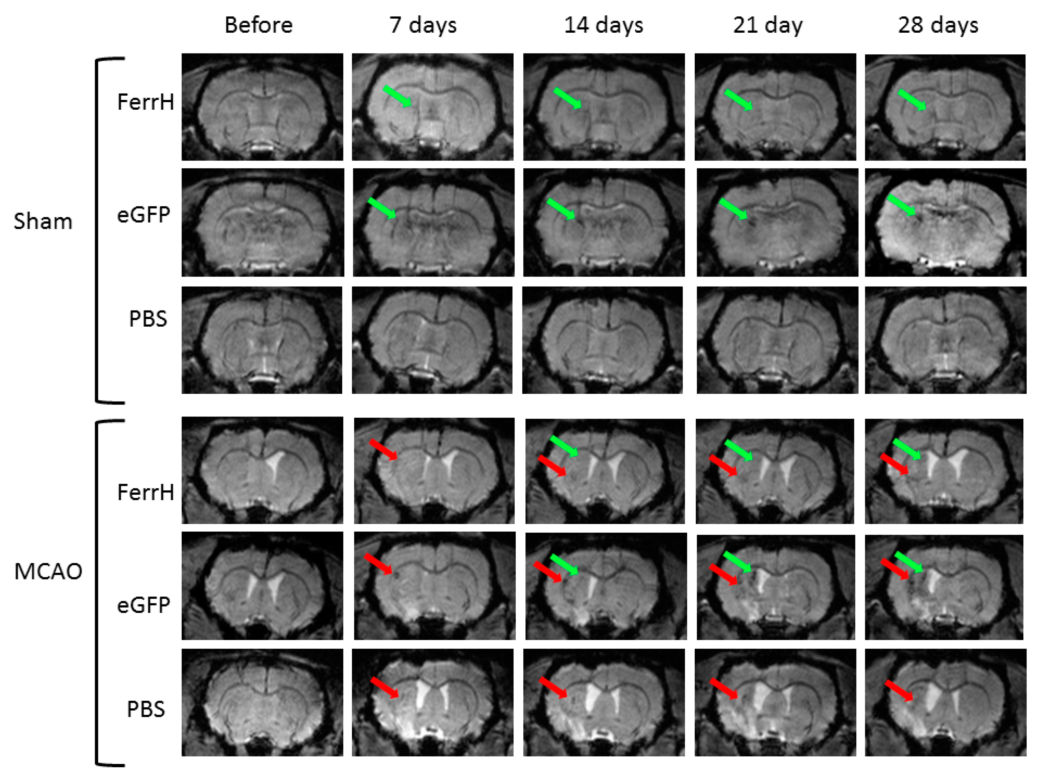 Ijms 21 08951 g002 Ijms 21 08951 g002