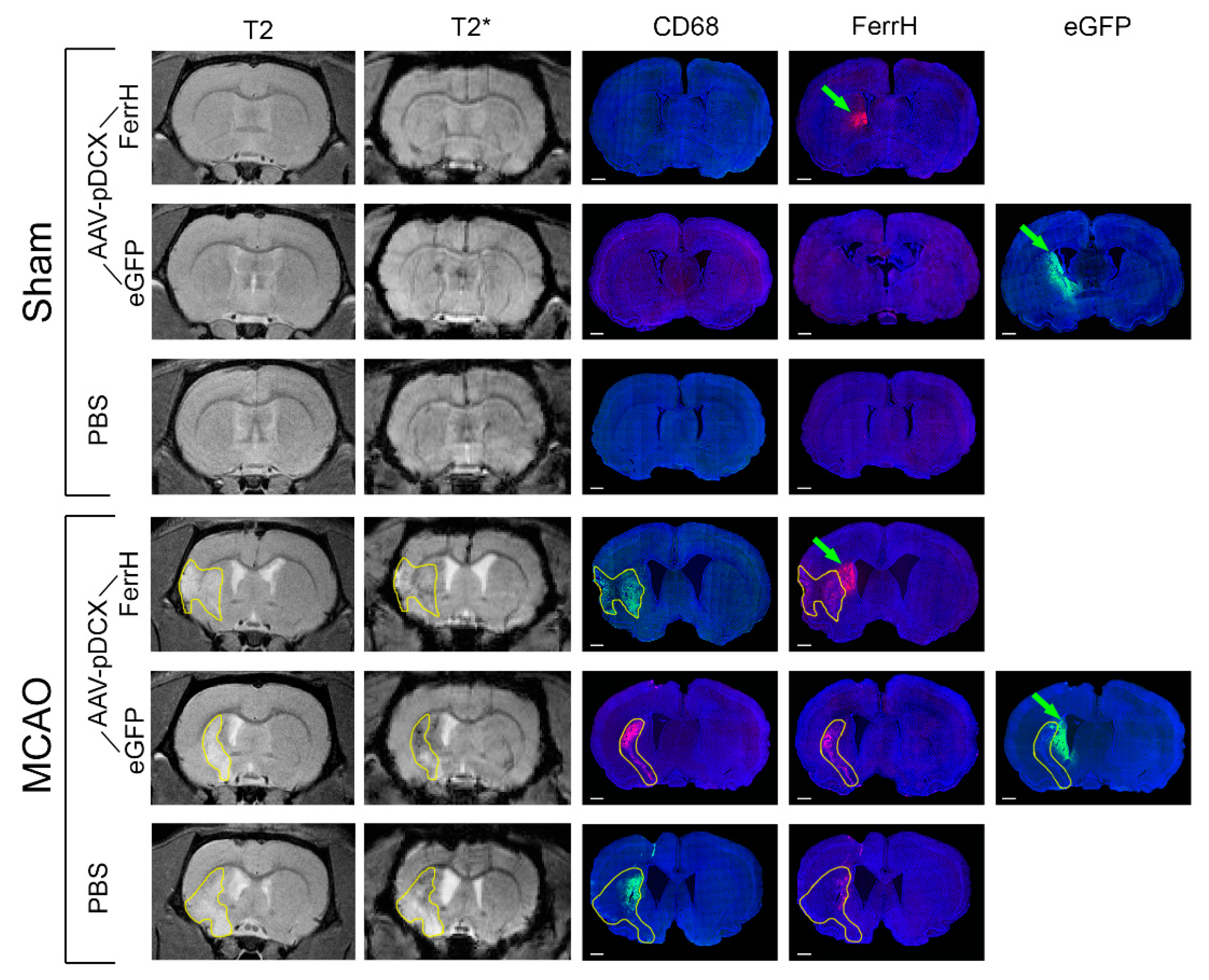 Ijms 21 08951 g004 Ijms 21 08951 g004