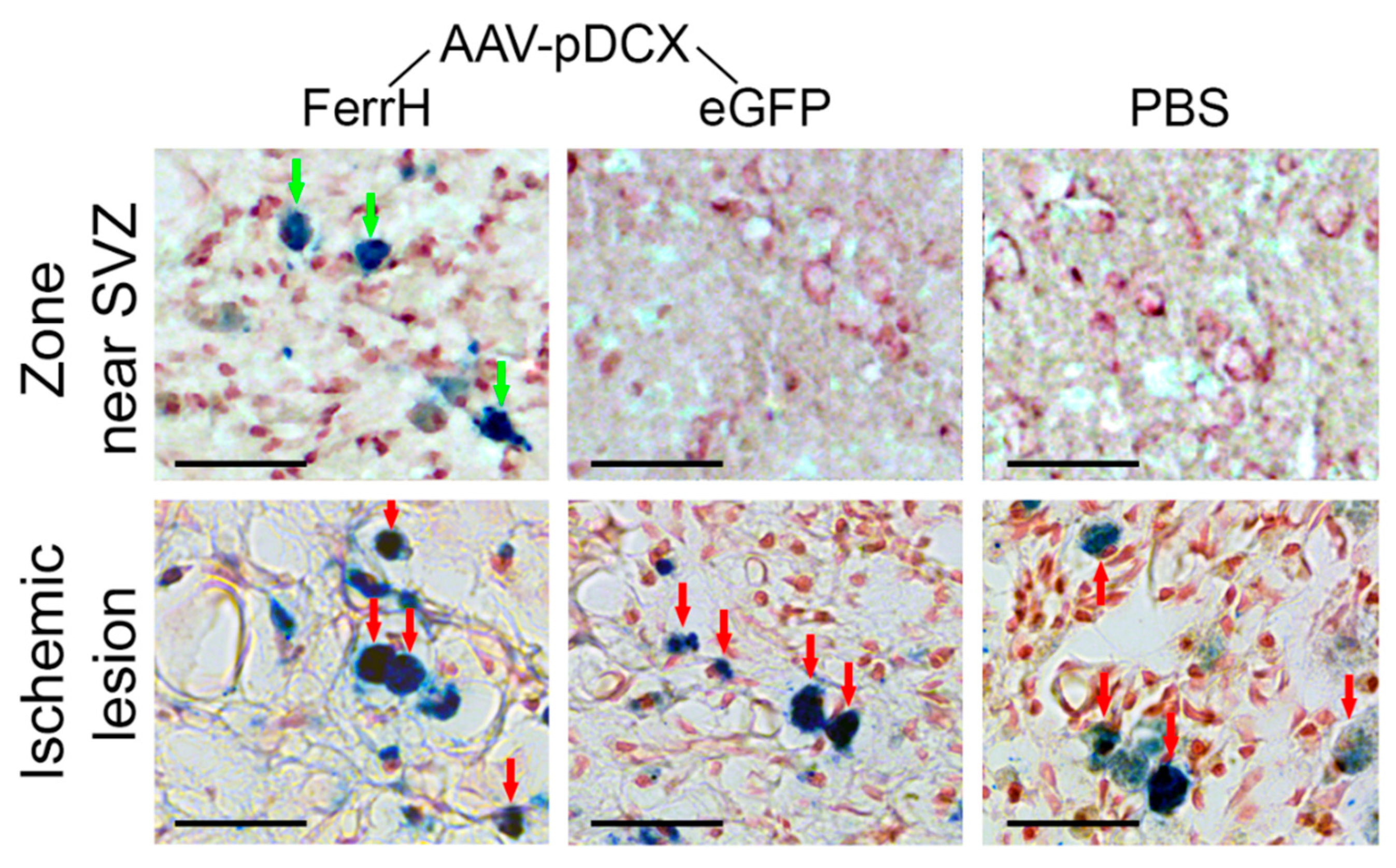 Ijms 21 08951 g006 Ijms 21 08951 g006