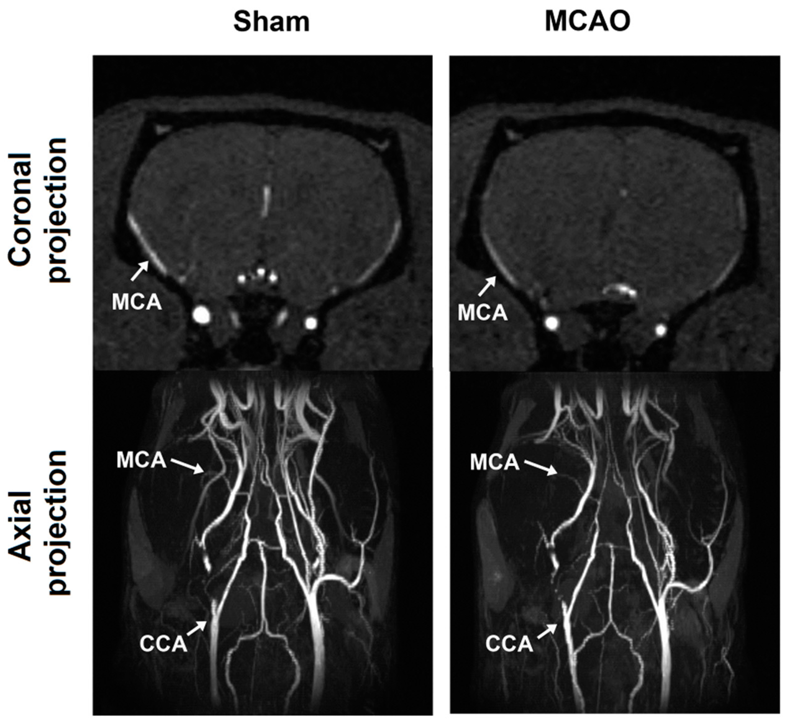 Ijms 21 08951 g010 Ijms 21 08951 g010