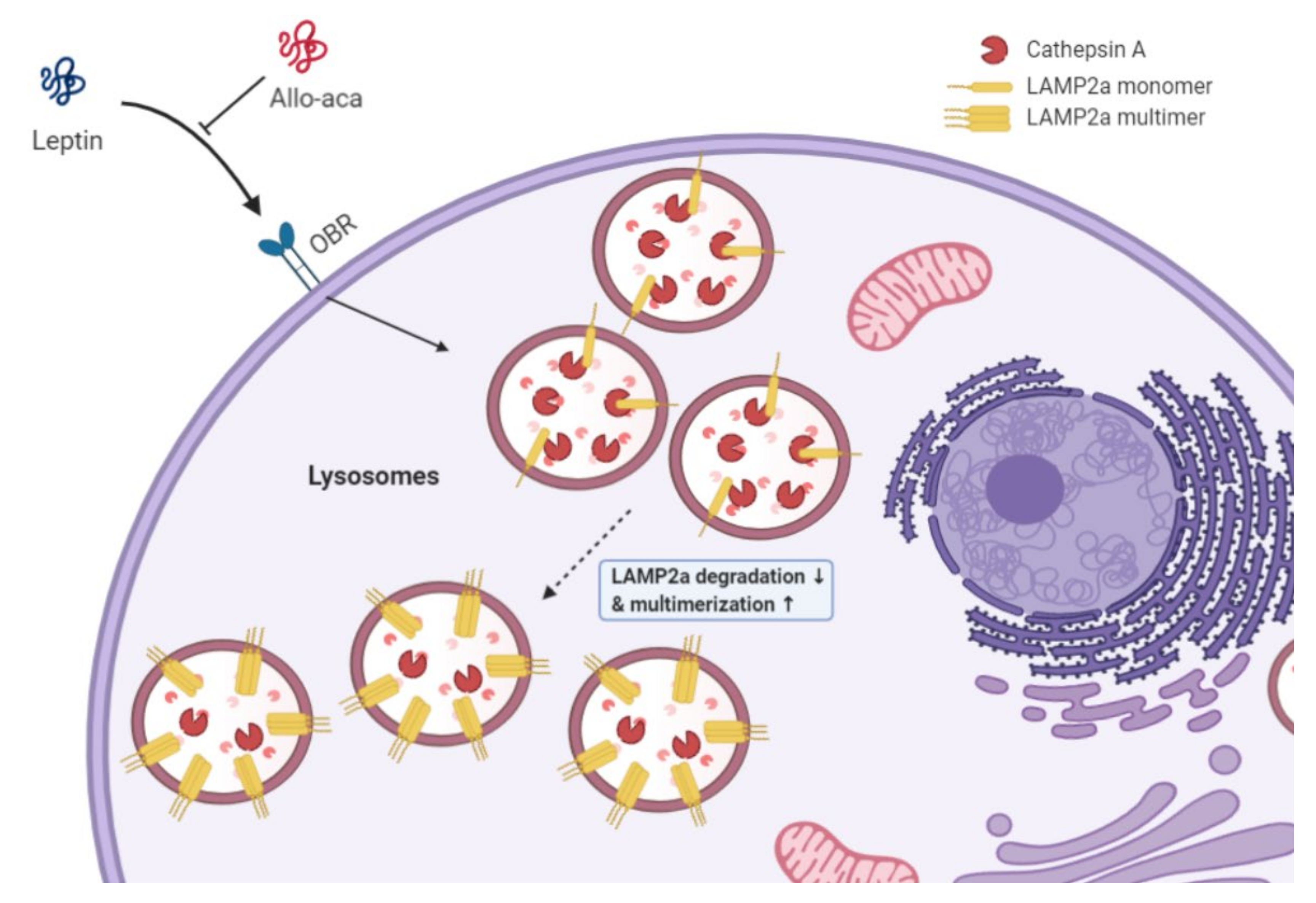 Ijms 21 08963 g005 Ijms 21 08963 g005