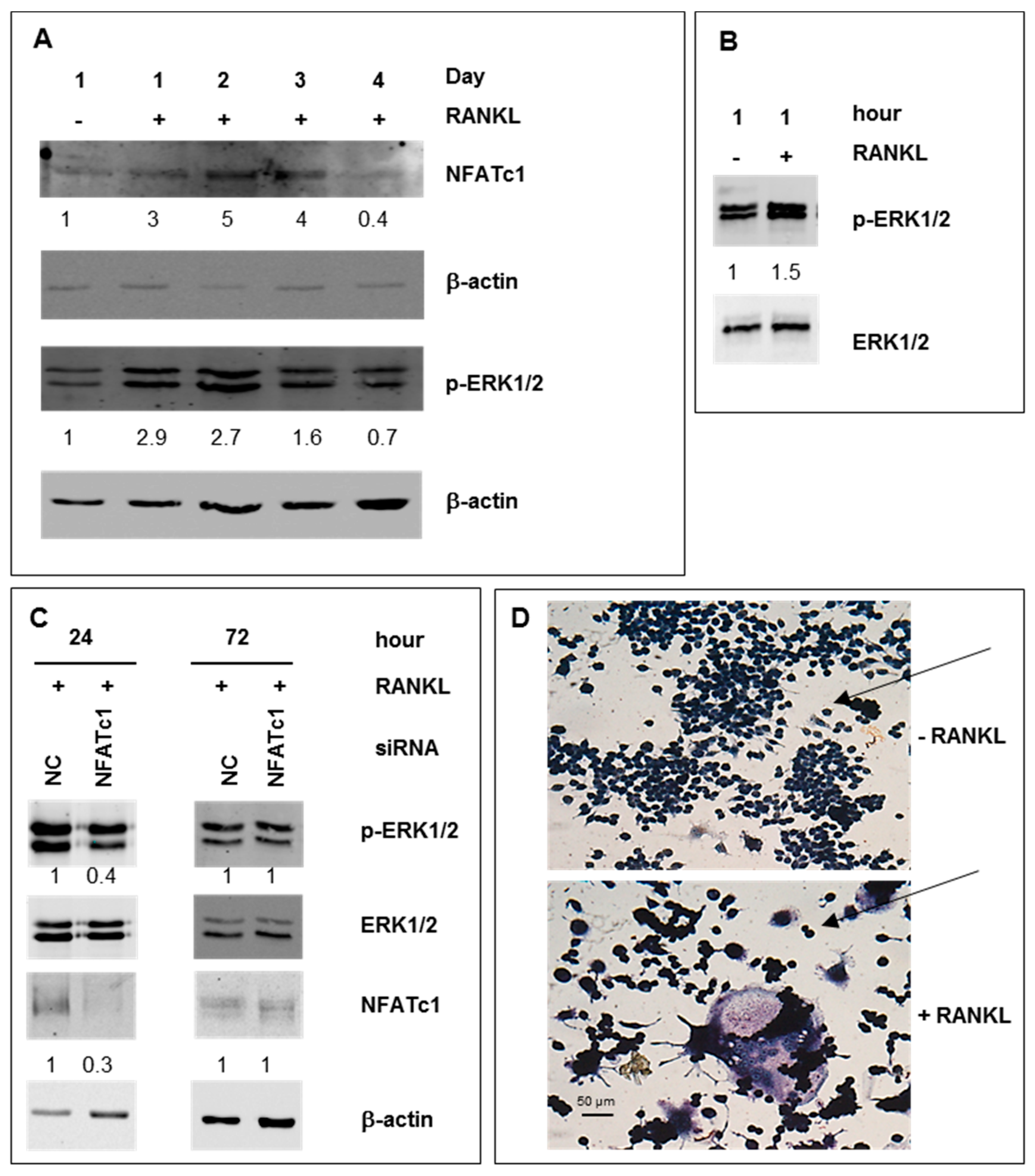 Ijms 21 08965 g001 Ijms 21 08965 g001