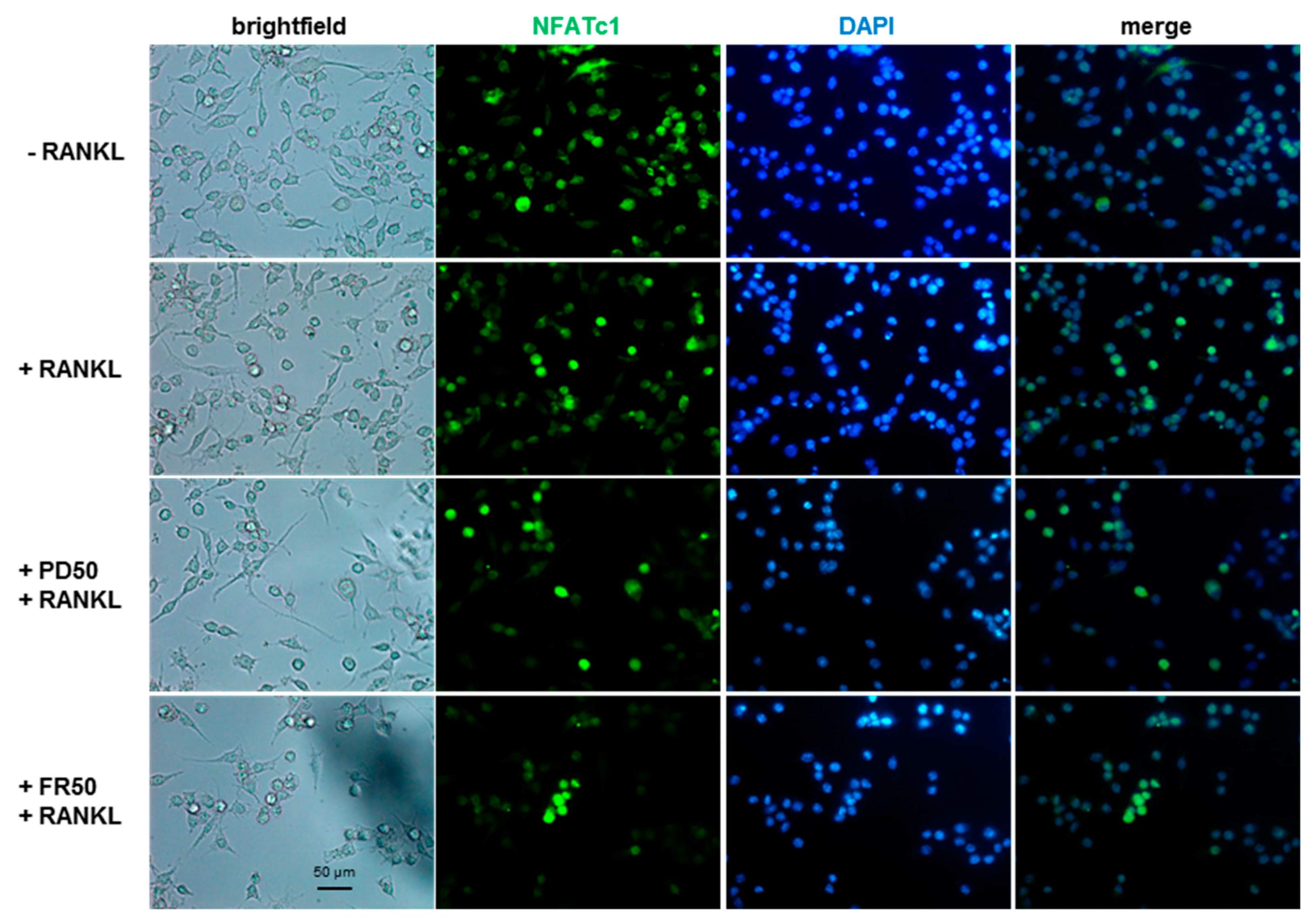 Ijms 21 08965 g005 Ijms 21 08965 g005