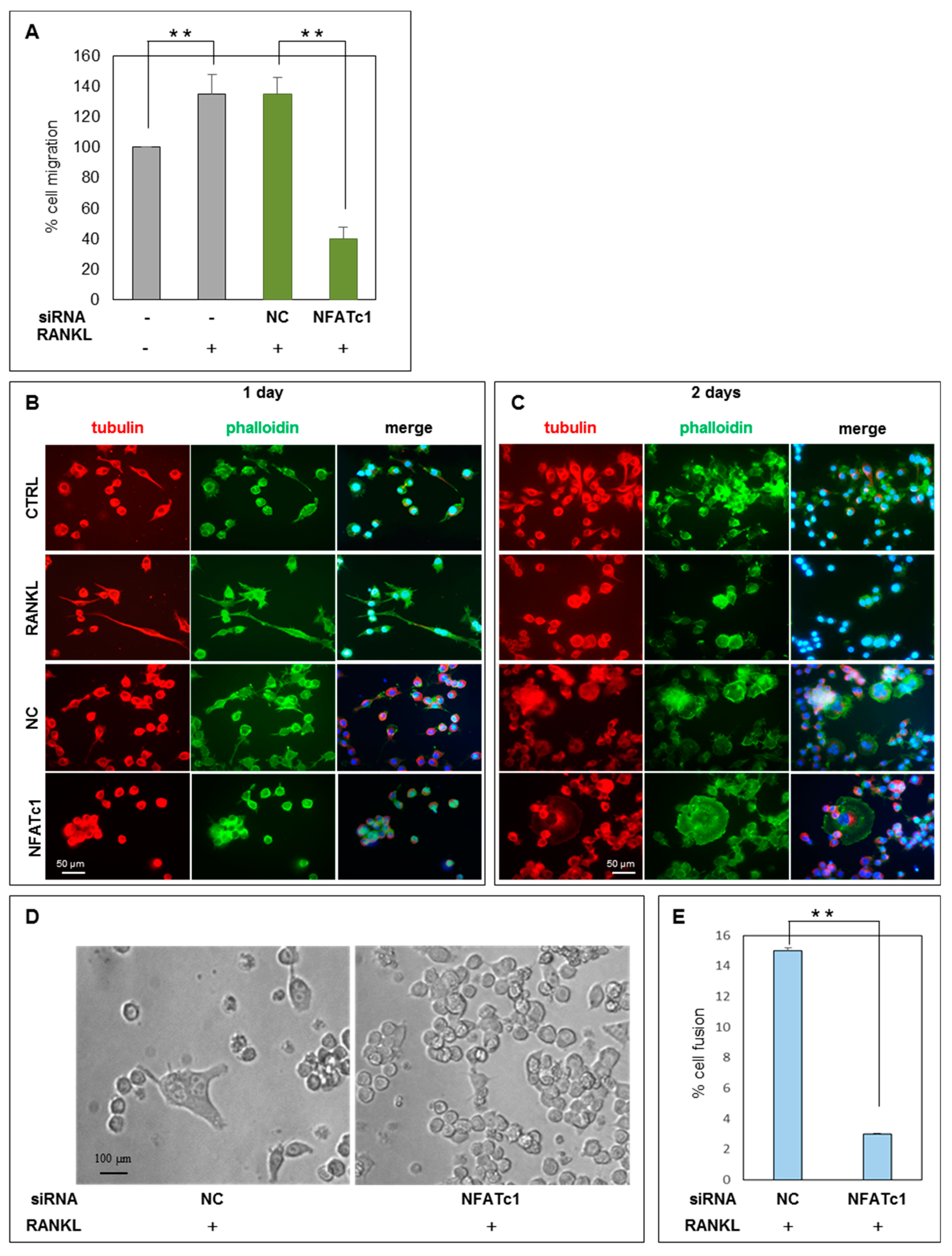 Ijms 21 08965 g006 Ijms 21 08965 g006