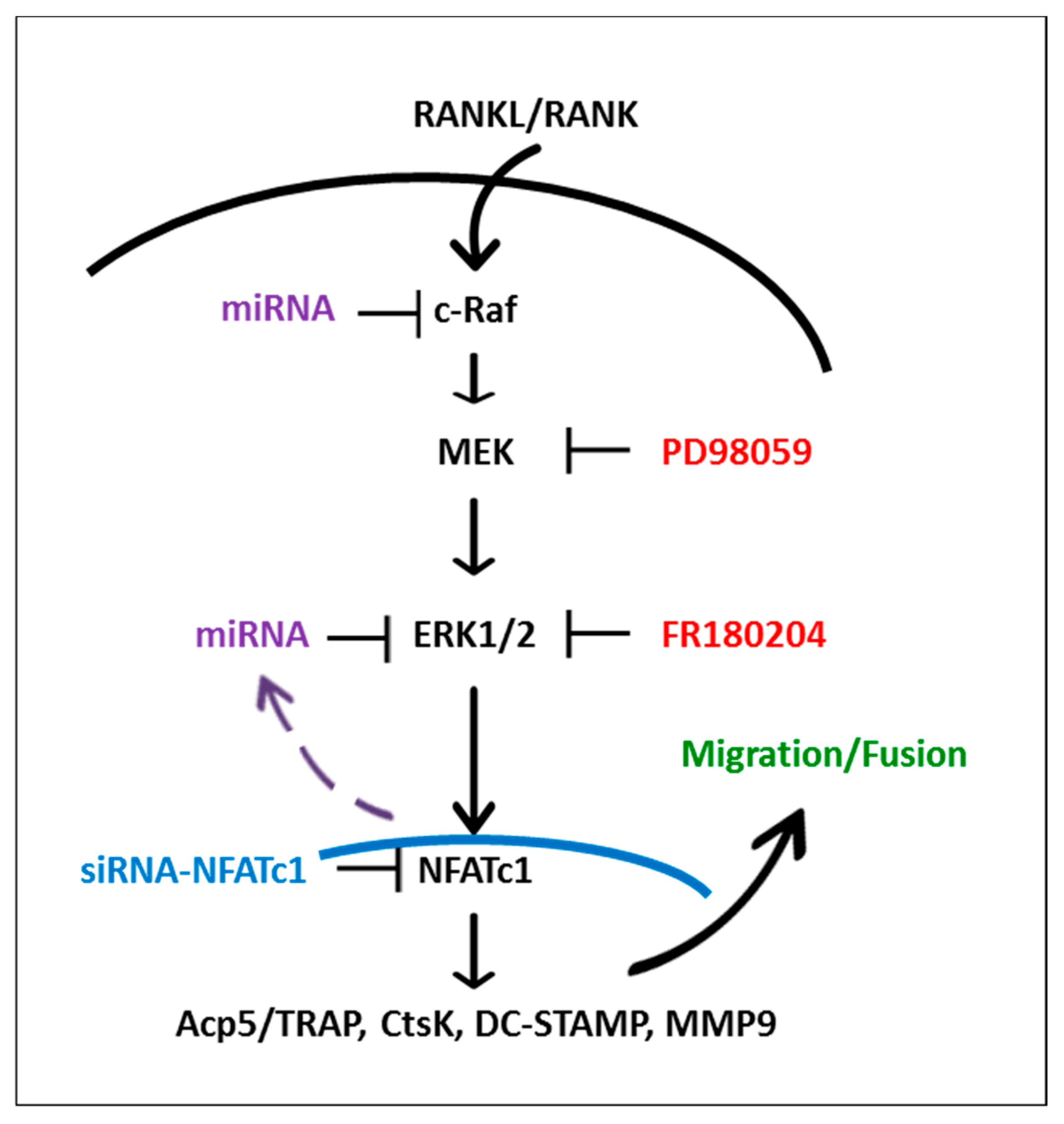 Ijms 21 08965 g008 Ijms 21 08965 g008