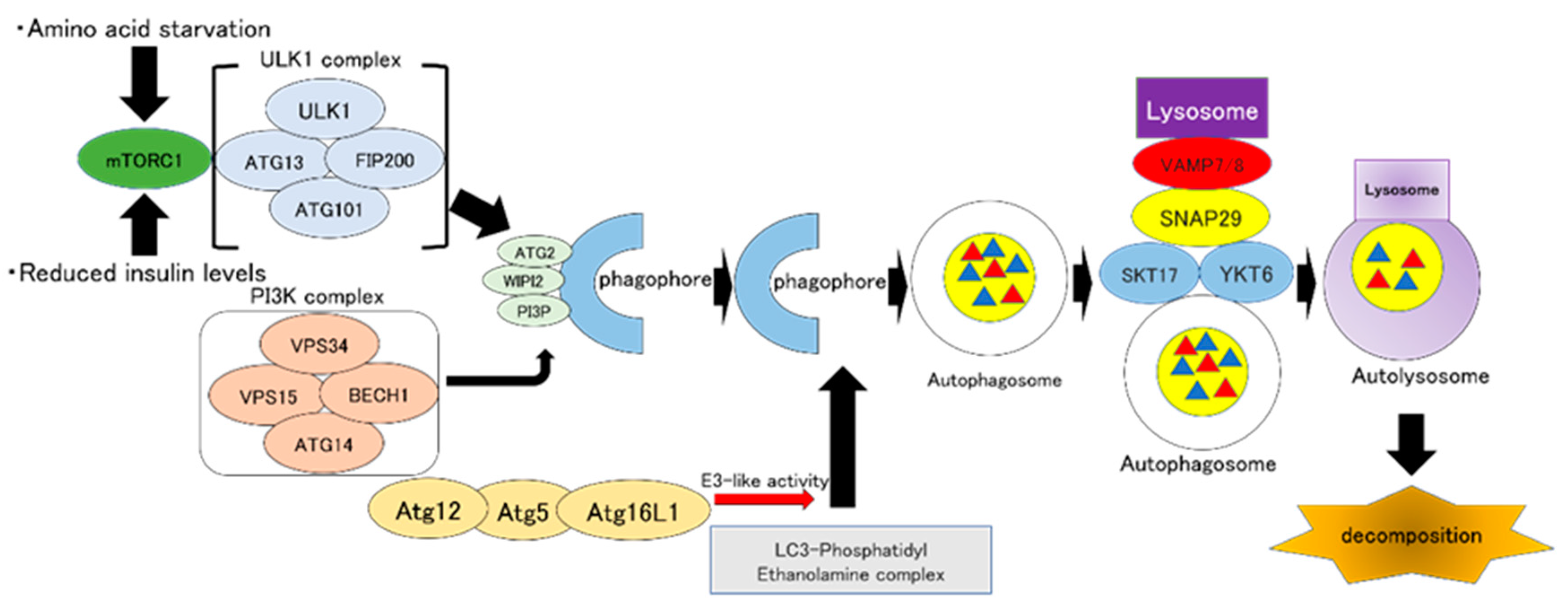 Full article: Interactions of Autophagy and the Immune System in Health and  Diseases