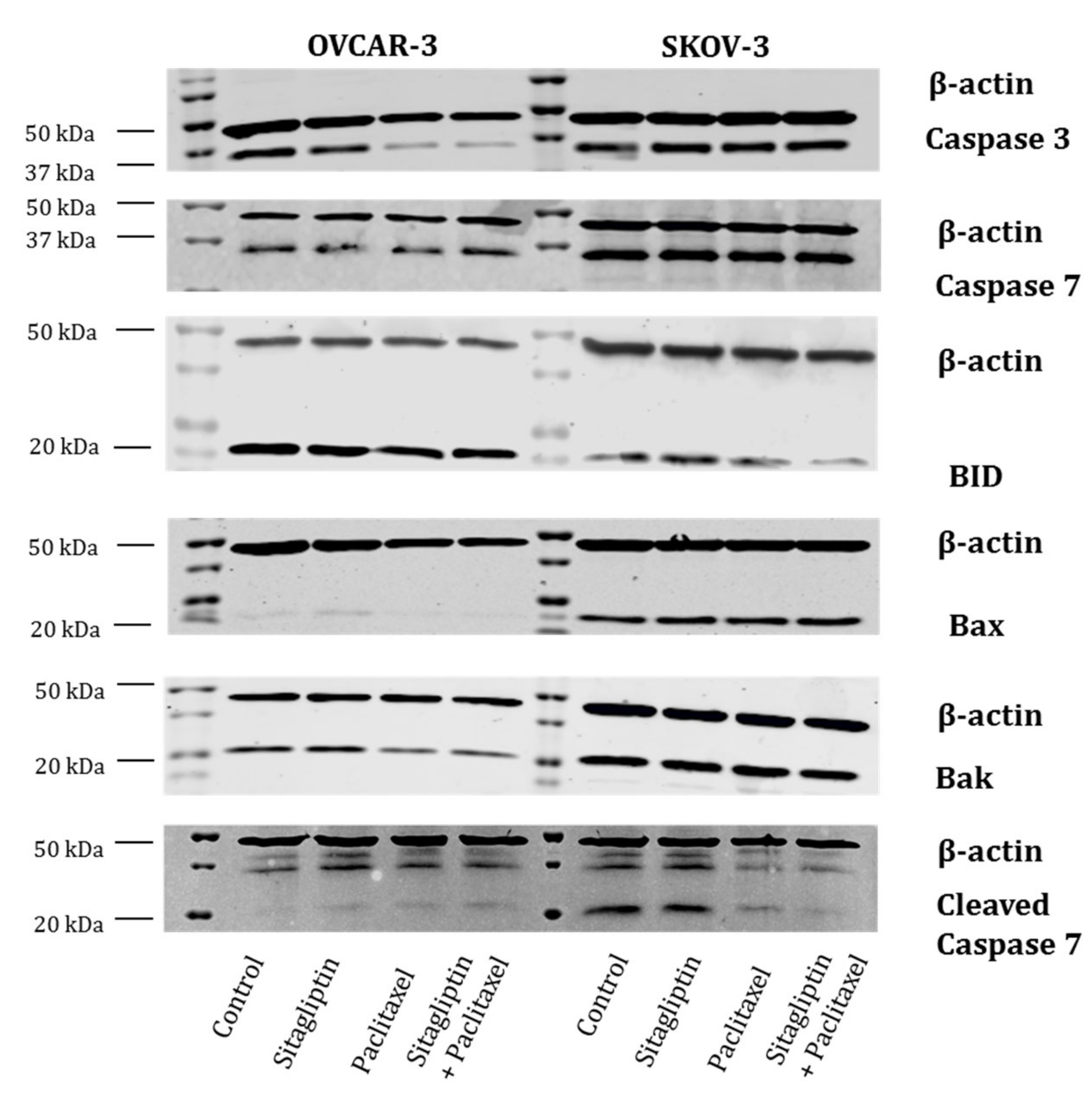 Ijms 21 08976 g005 Ijms 21 08976 g005