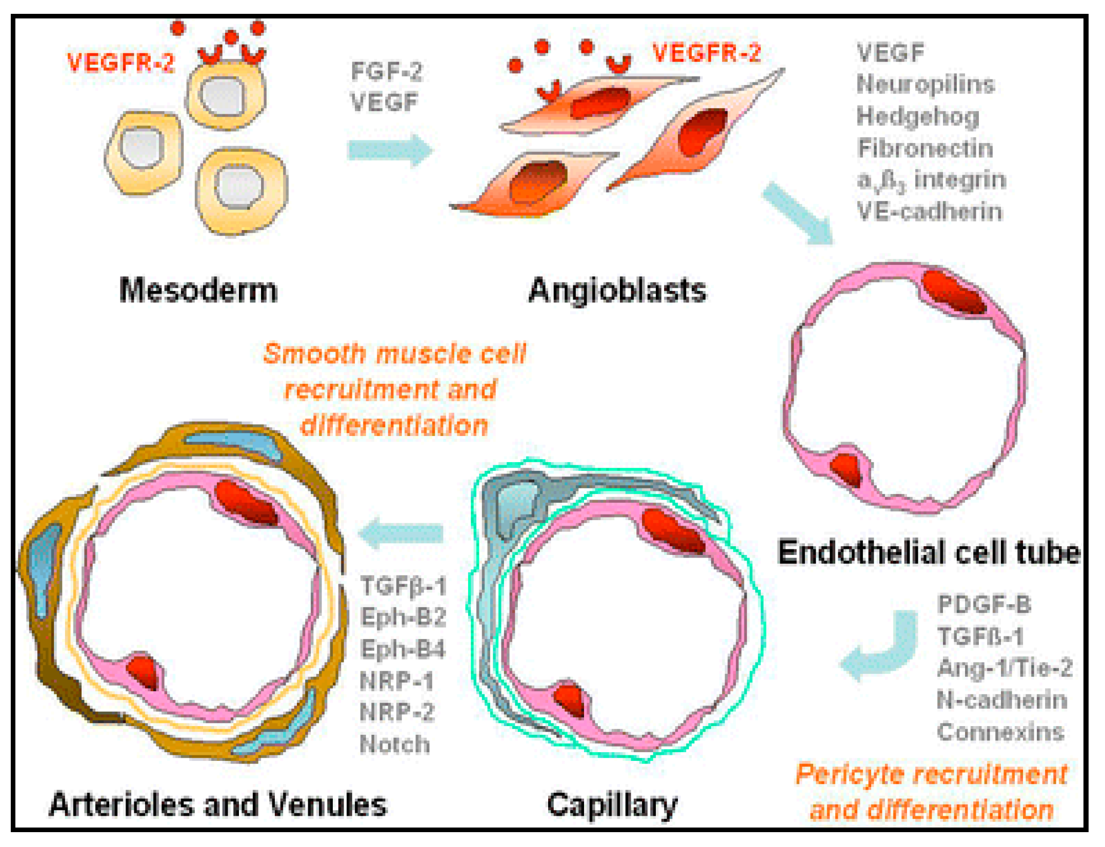 Current Status of Cell-Based Therapy in Patients with
