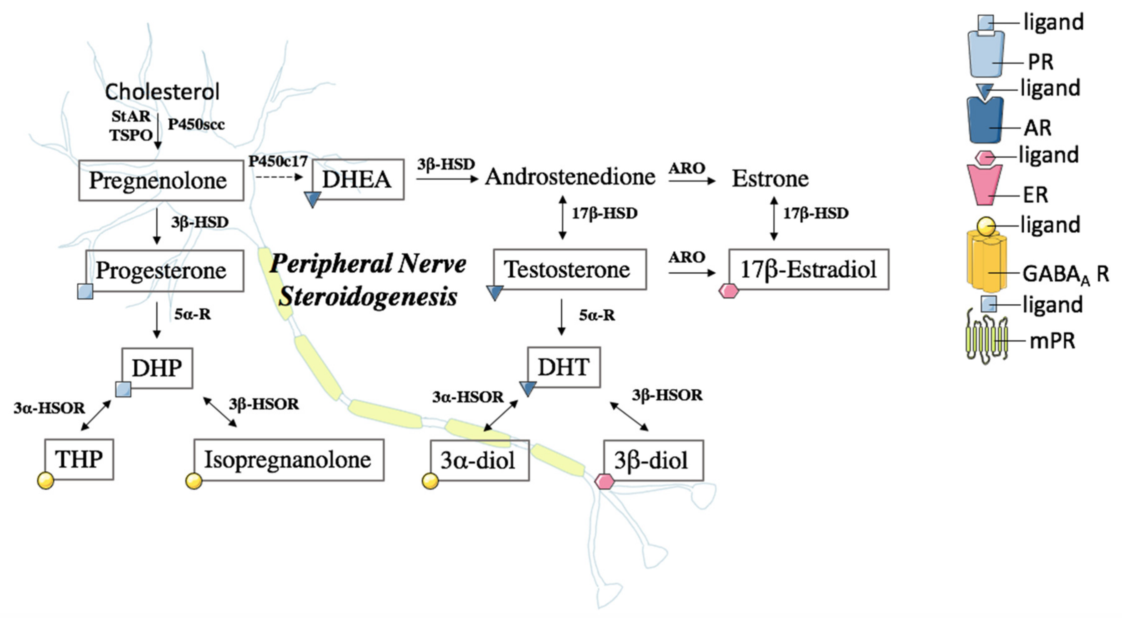 Ijms 21 09000 g001 Ijms 21 09000 g001
