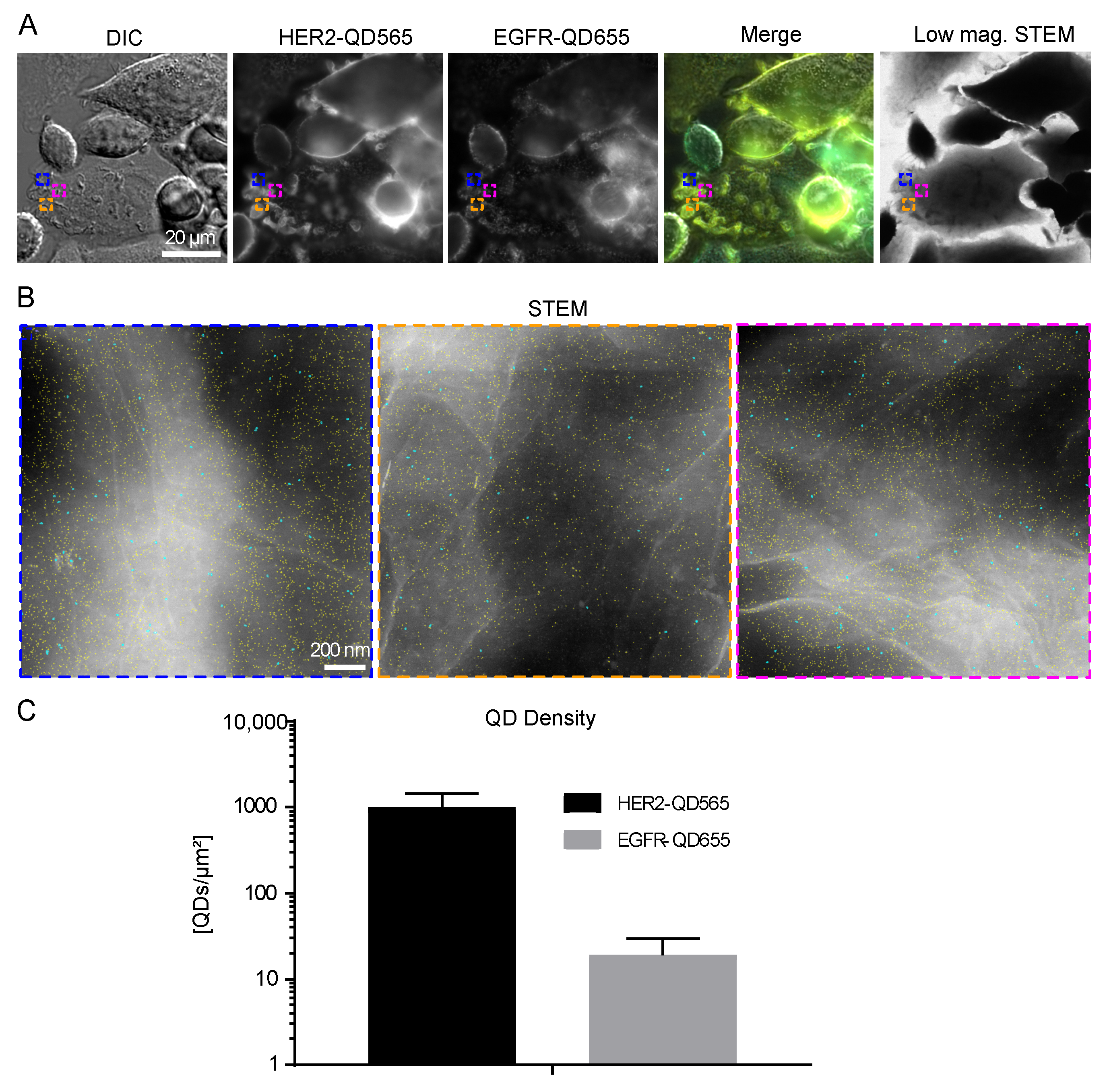 Ijms 21 09008 g003 Ijms 21 09008 g003