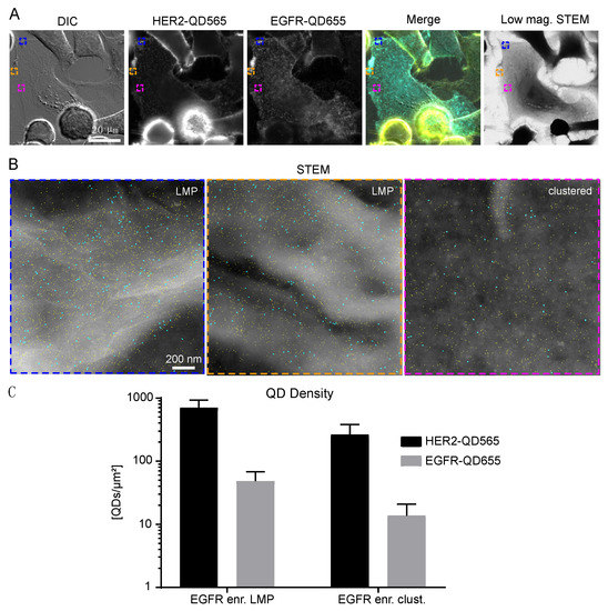 EGFR Expression in HER2-Driven Breast Cancer Cells