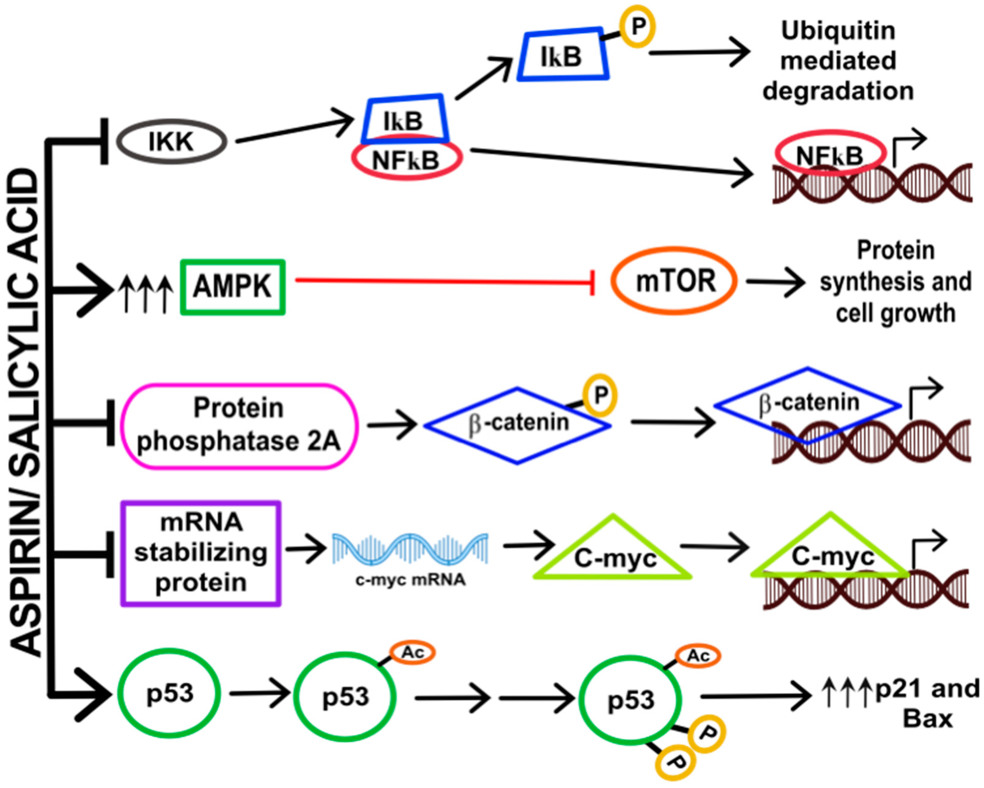 Ijms 21 09018 g003 Ijms 21 09018 g003