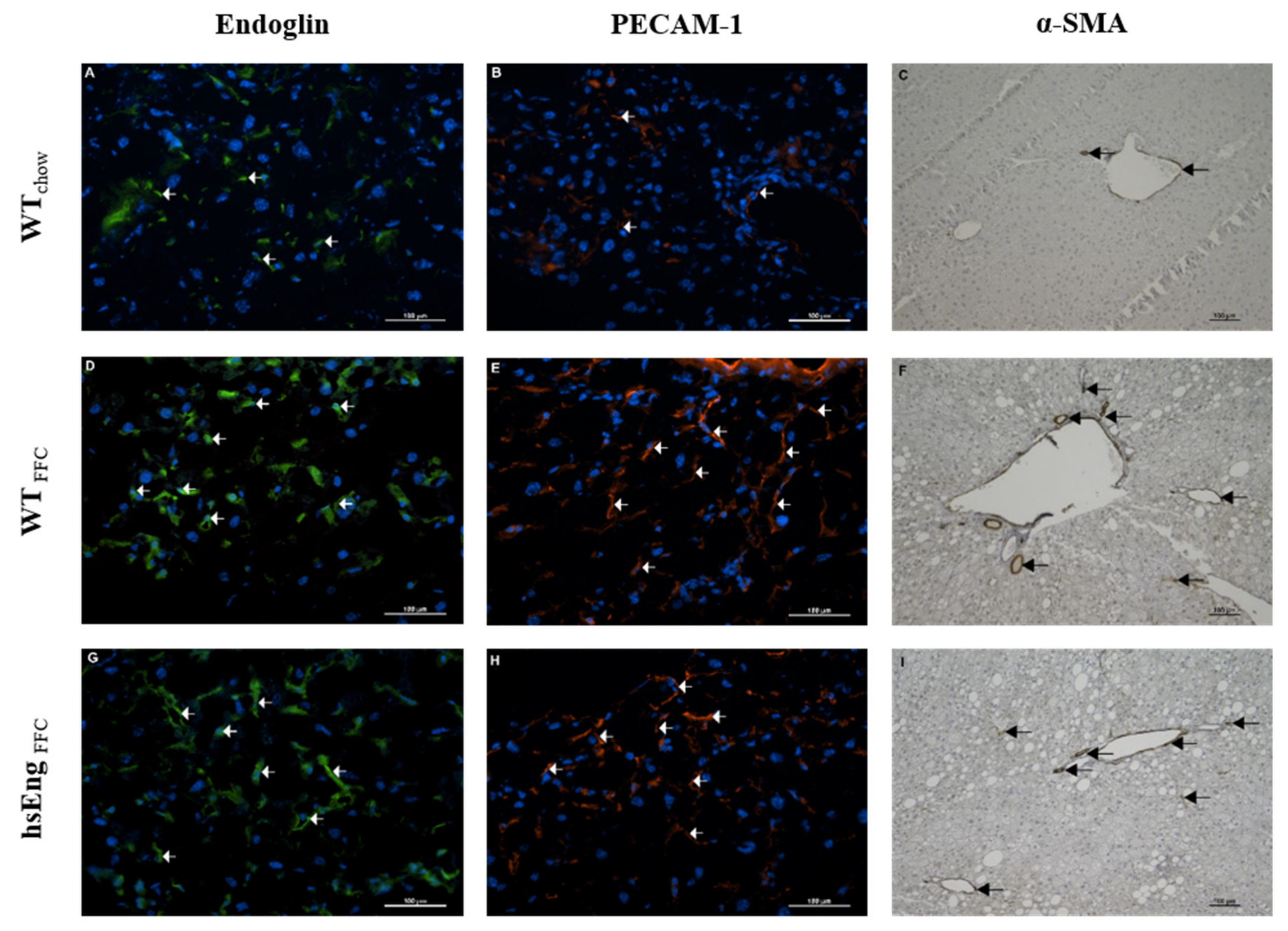 Ijms 21 09021 g003 Ijms 21 09021 g003