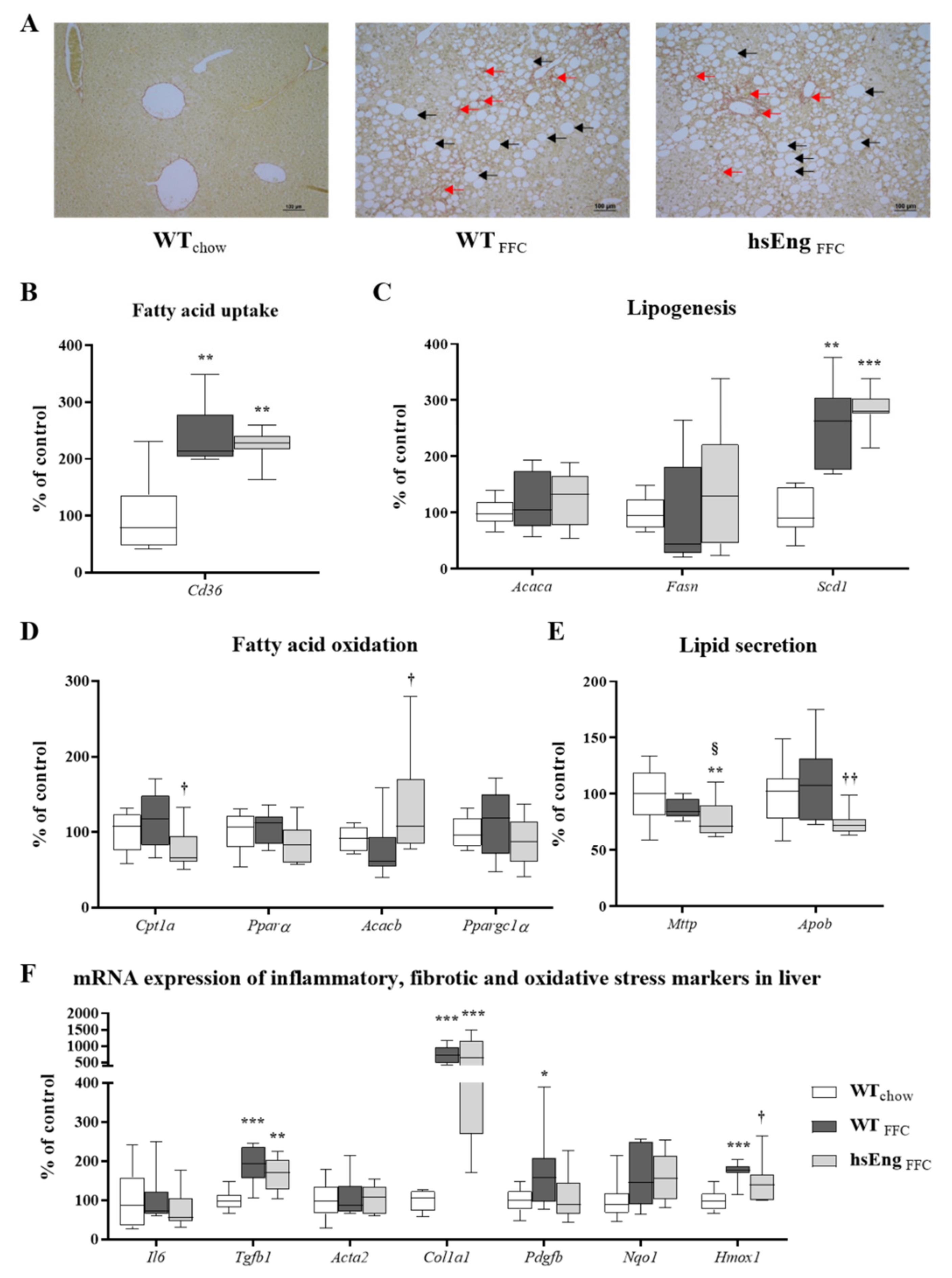 Ijms 21 09021 g005 Ijms 21 09021 g005