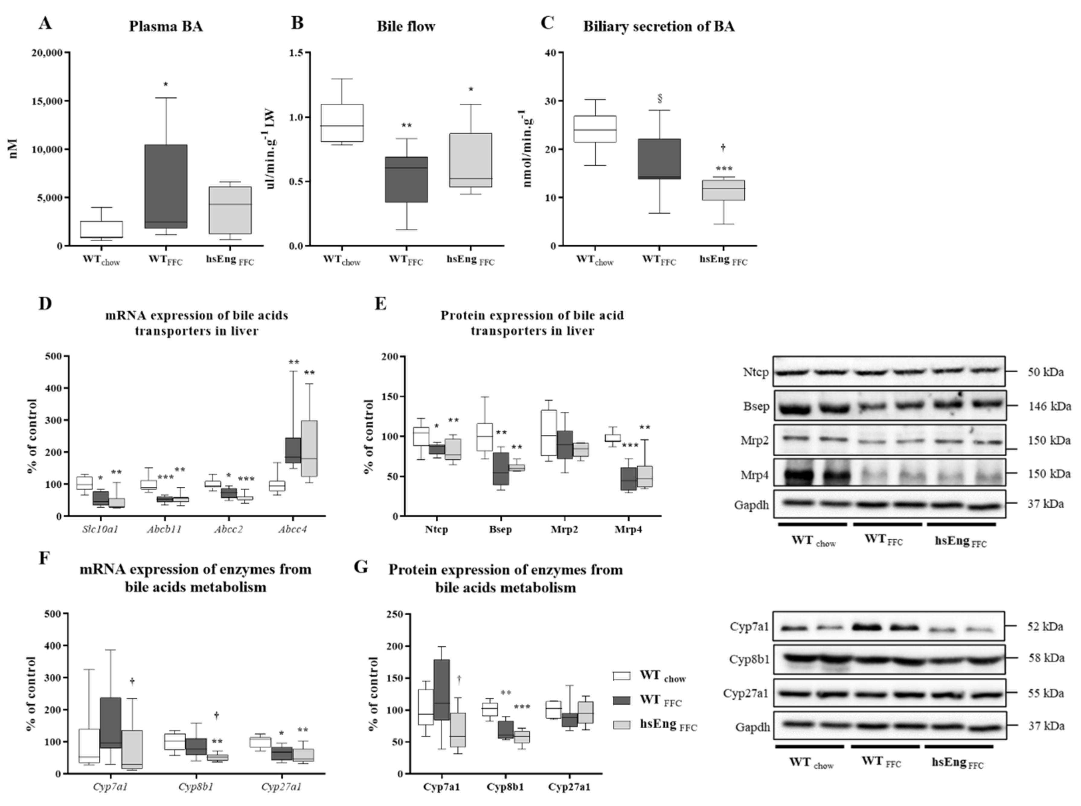 Ijms 21 09021 g007 Ijms 21 09021 g007