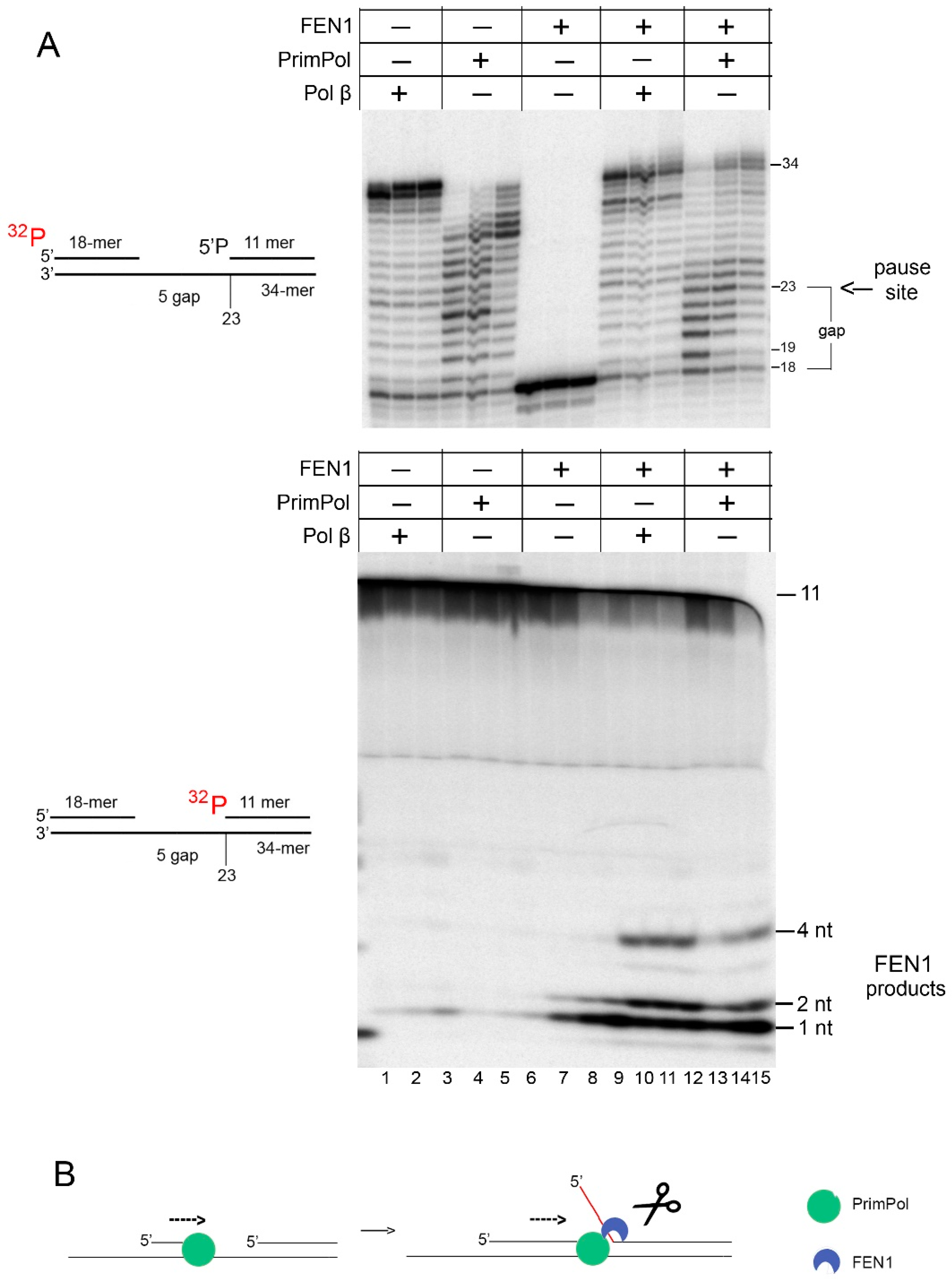 Ijms 21 09027 g004 Ijms 21 09027 g004