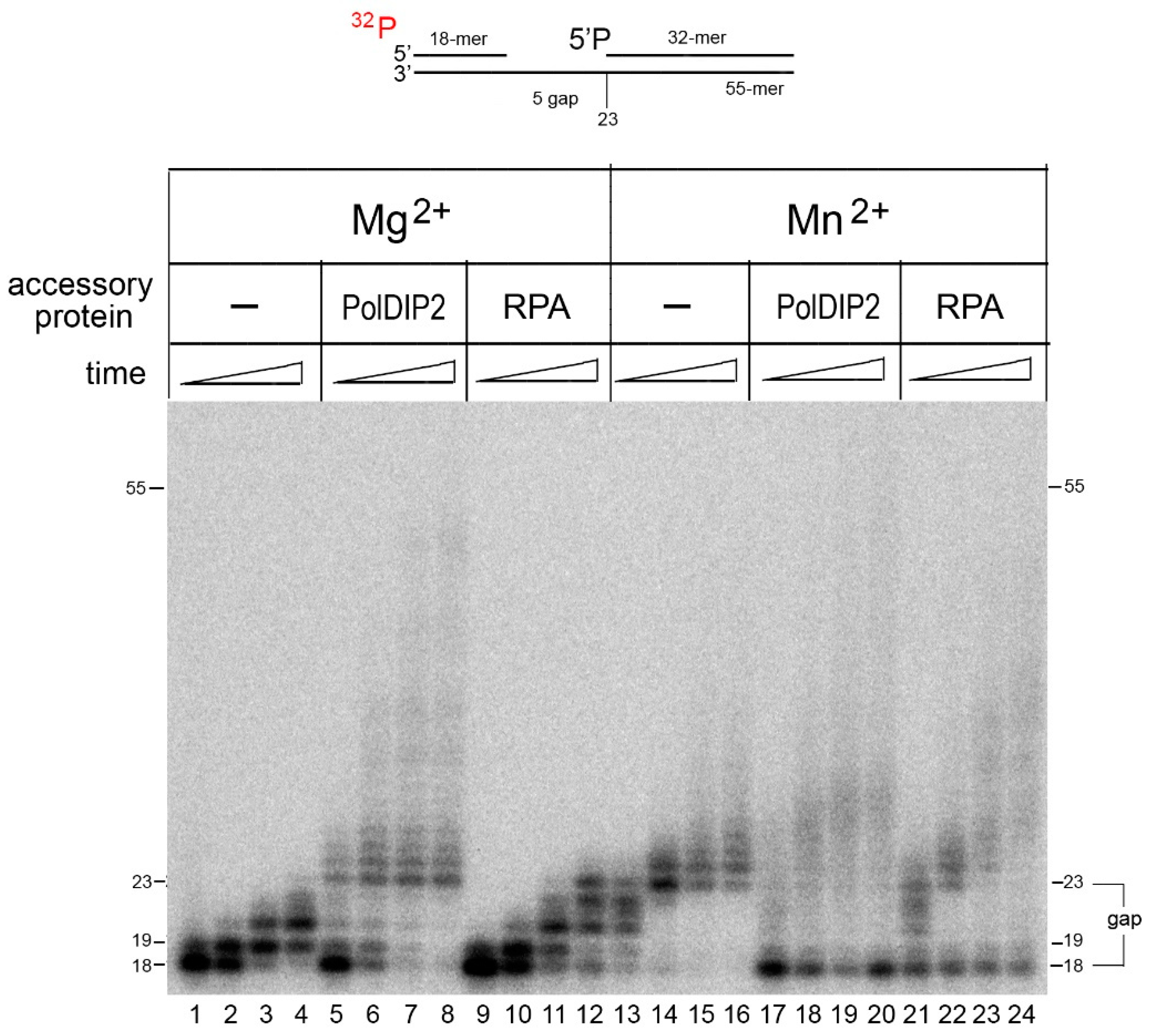 Ijms 21 09027 g005 Ijms 21 09027 g005