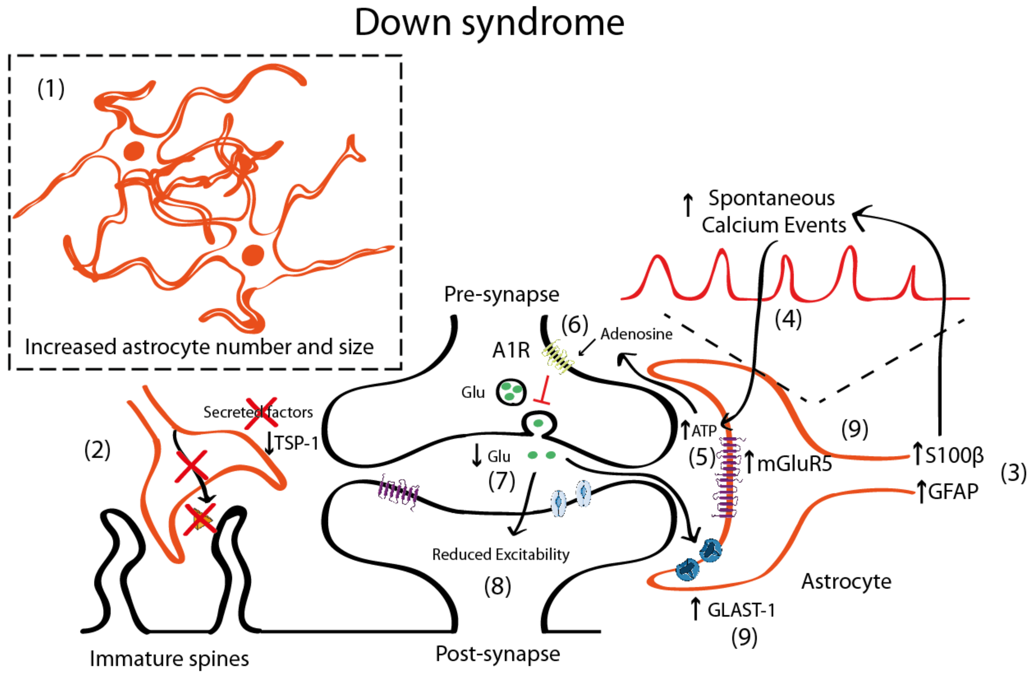 Schematic representation illustrating the astrocyte-synapse alterations