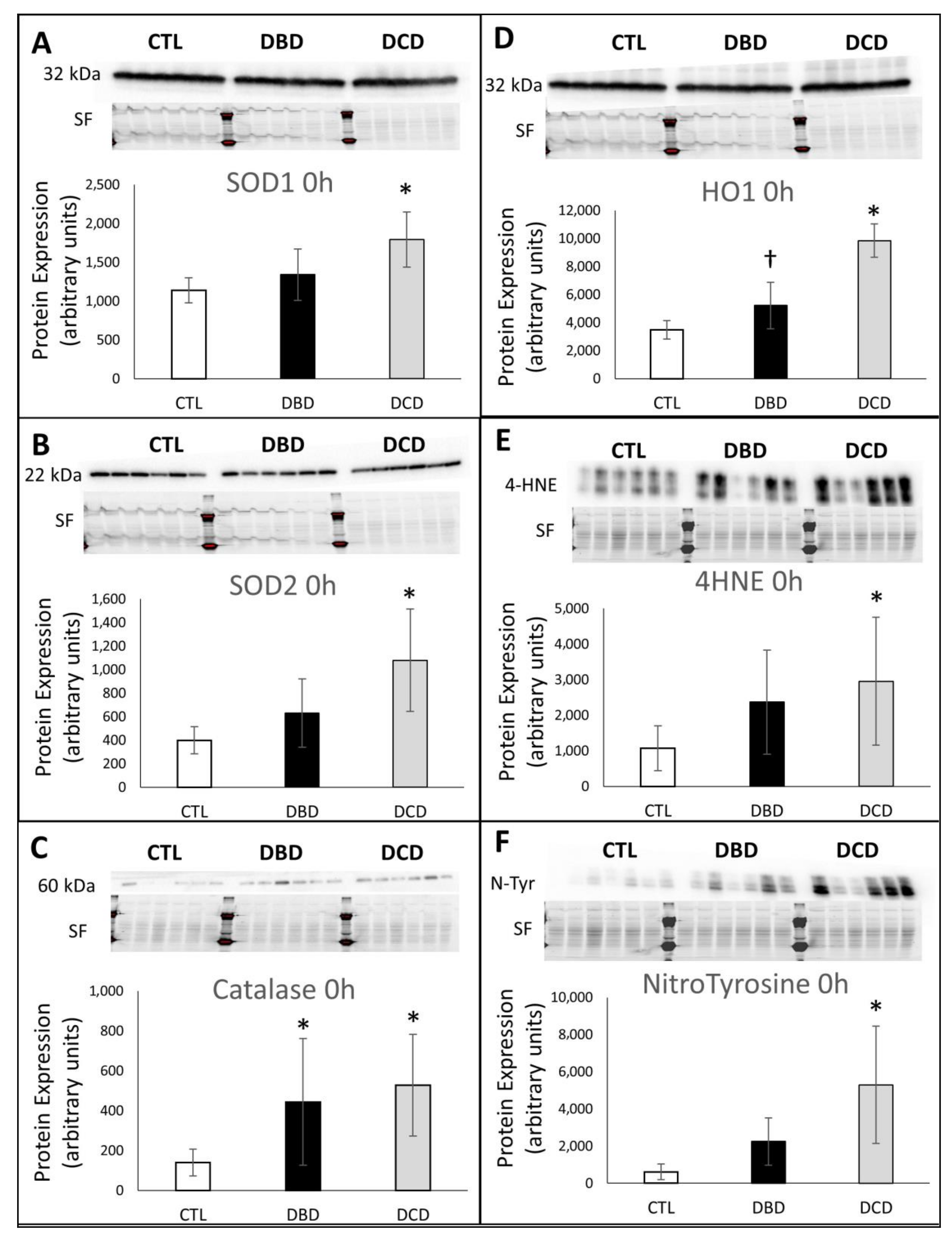 Ijms 21 09040 g003 Ijms 21 09040 g003