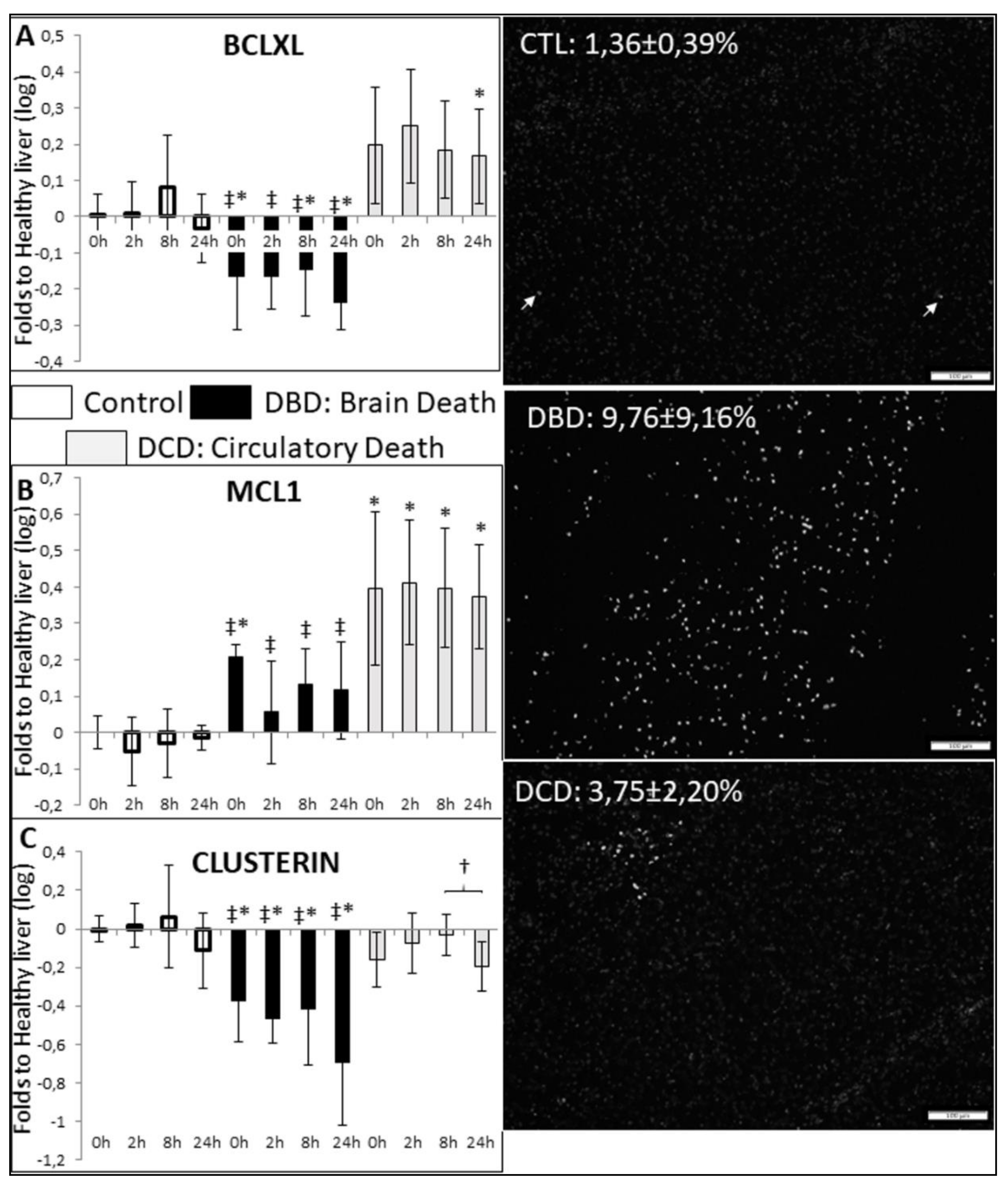 Ijms 21 09040 g004 Ijms 21 09040 g004