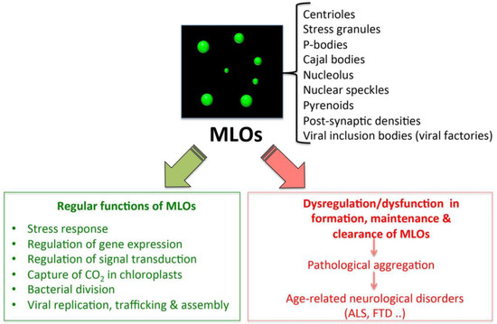 Ijms Free Full Text Liquid Liquid Phase Separation By Intrinsically Disordered Protein Regions Of Viruses Roles In Viral Life Cycle And Control Of Virus Host Interactions Html