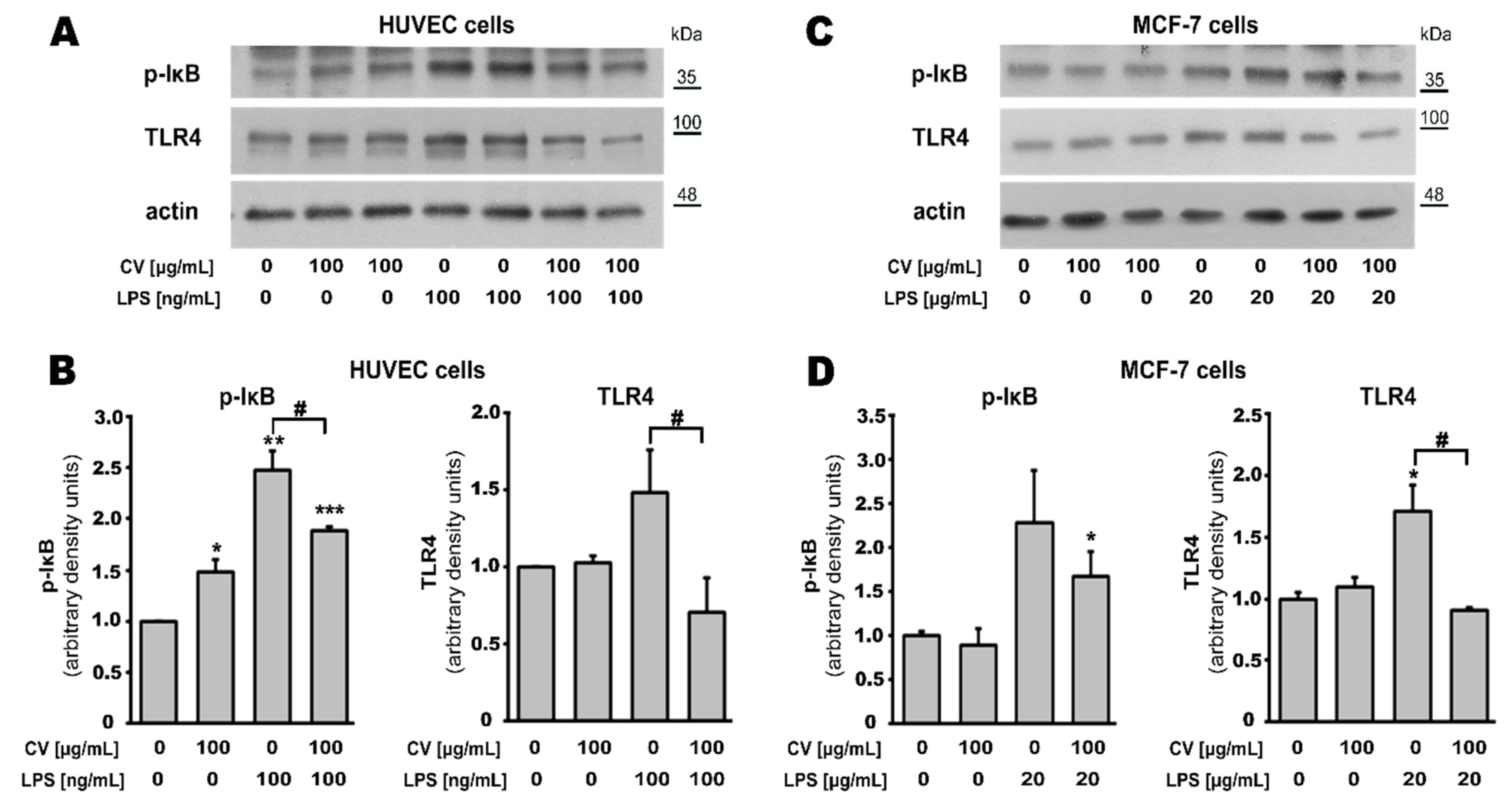Ijms 21 09063 g006 Ijms 21 09063 g006