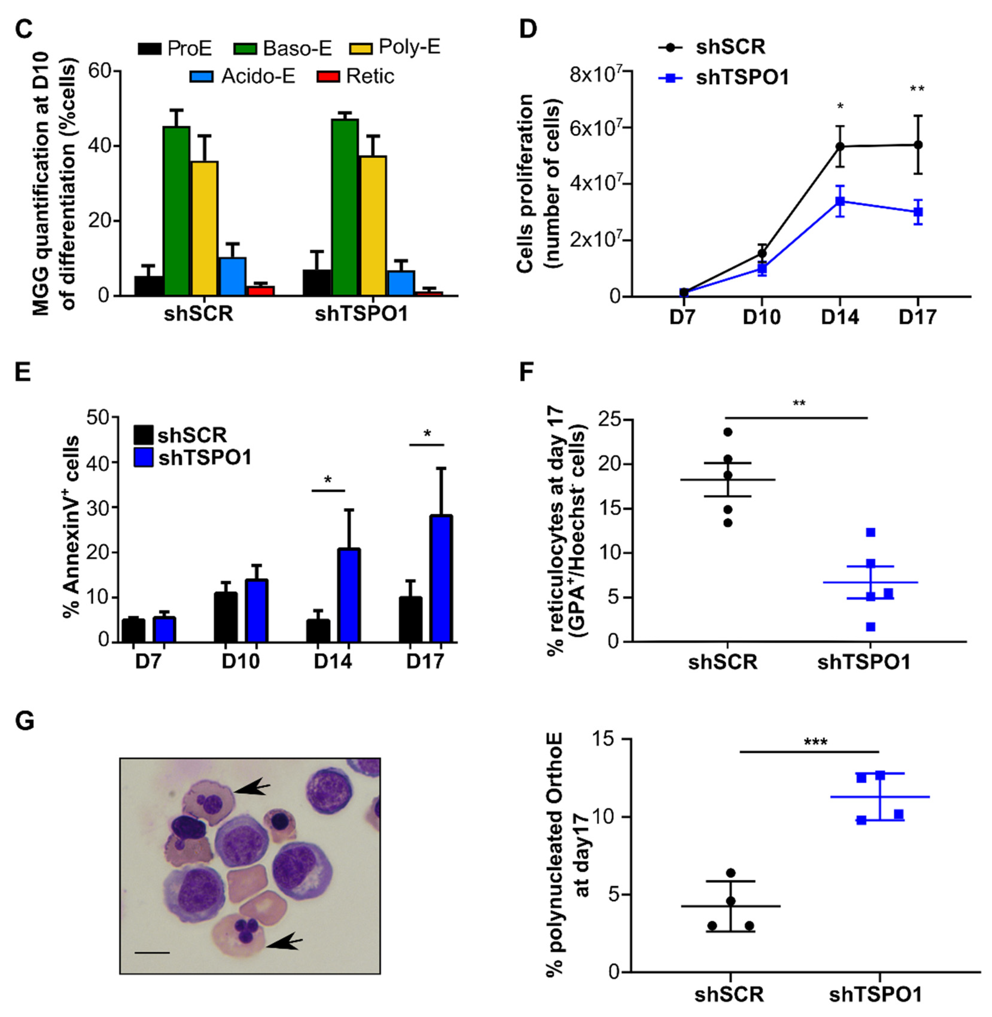 Ijms 21 09066 g001b Ijms 21 09066 g001b