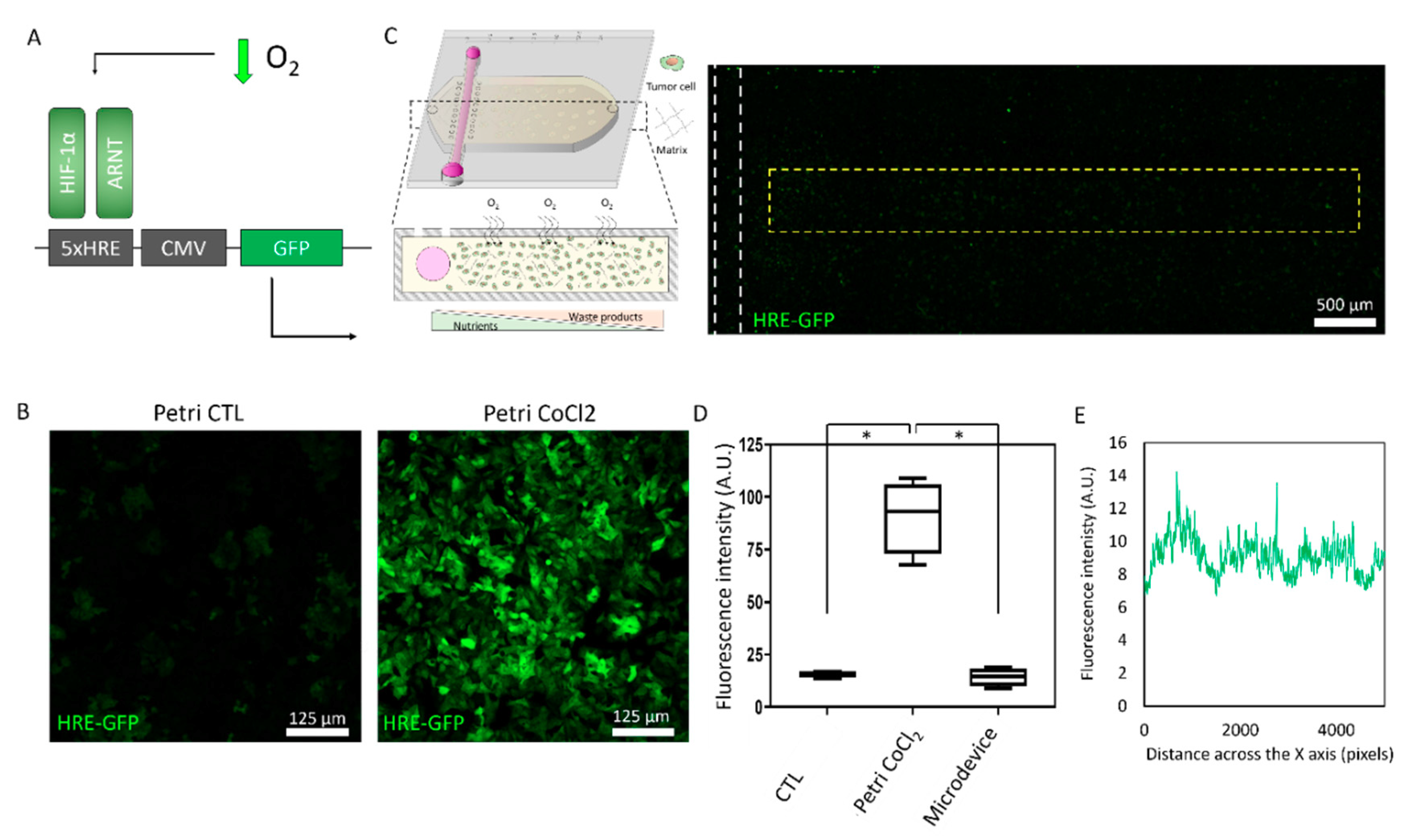 Ijms 21 09075 g002 Ijms 21 09075 g002