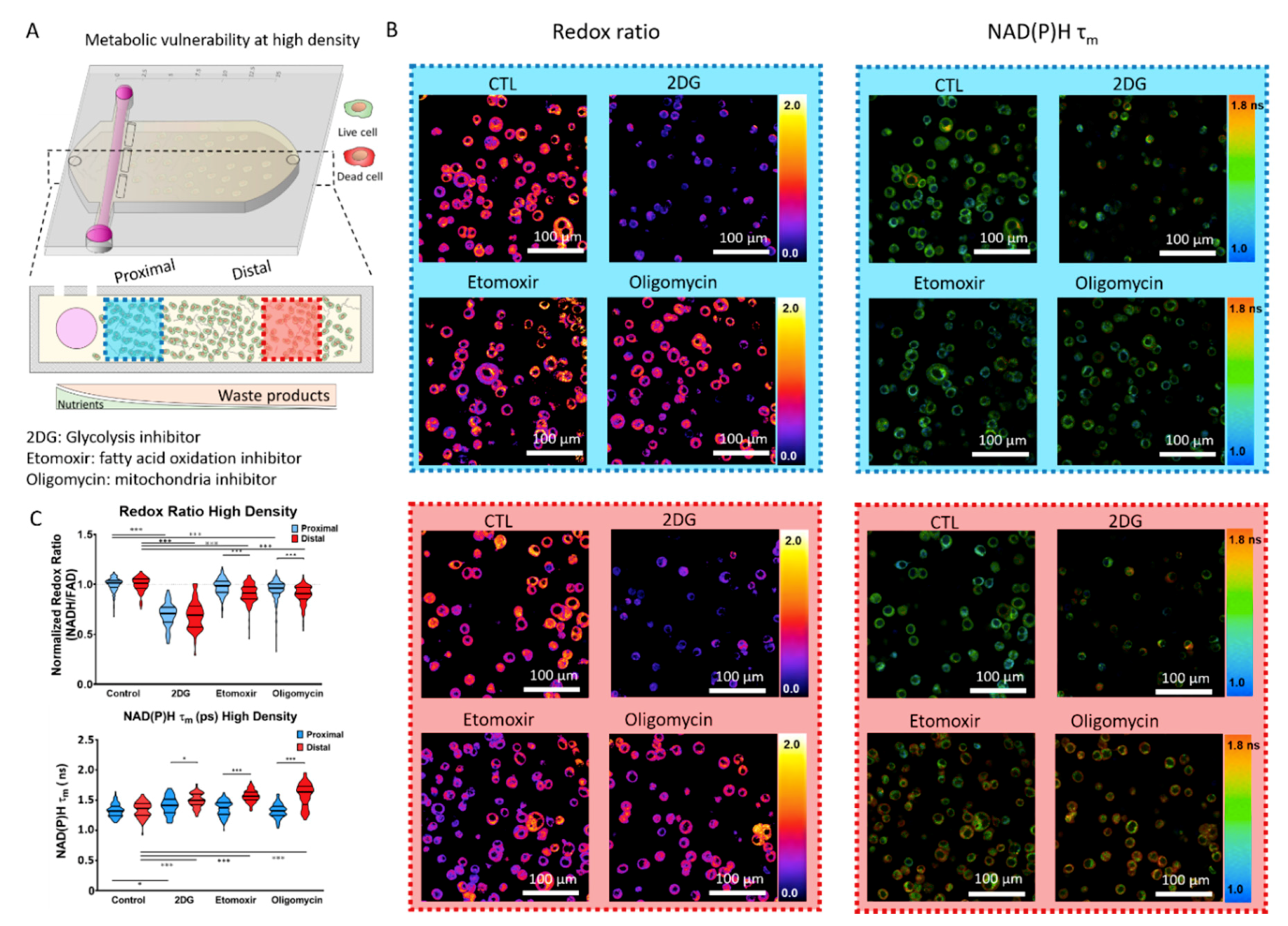 Ijms 21 09075 g005 Ijms 21 09075 g005