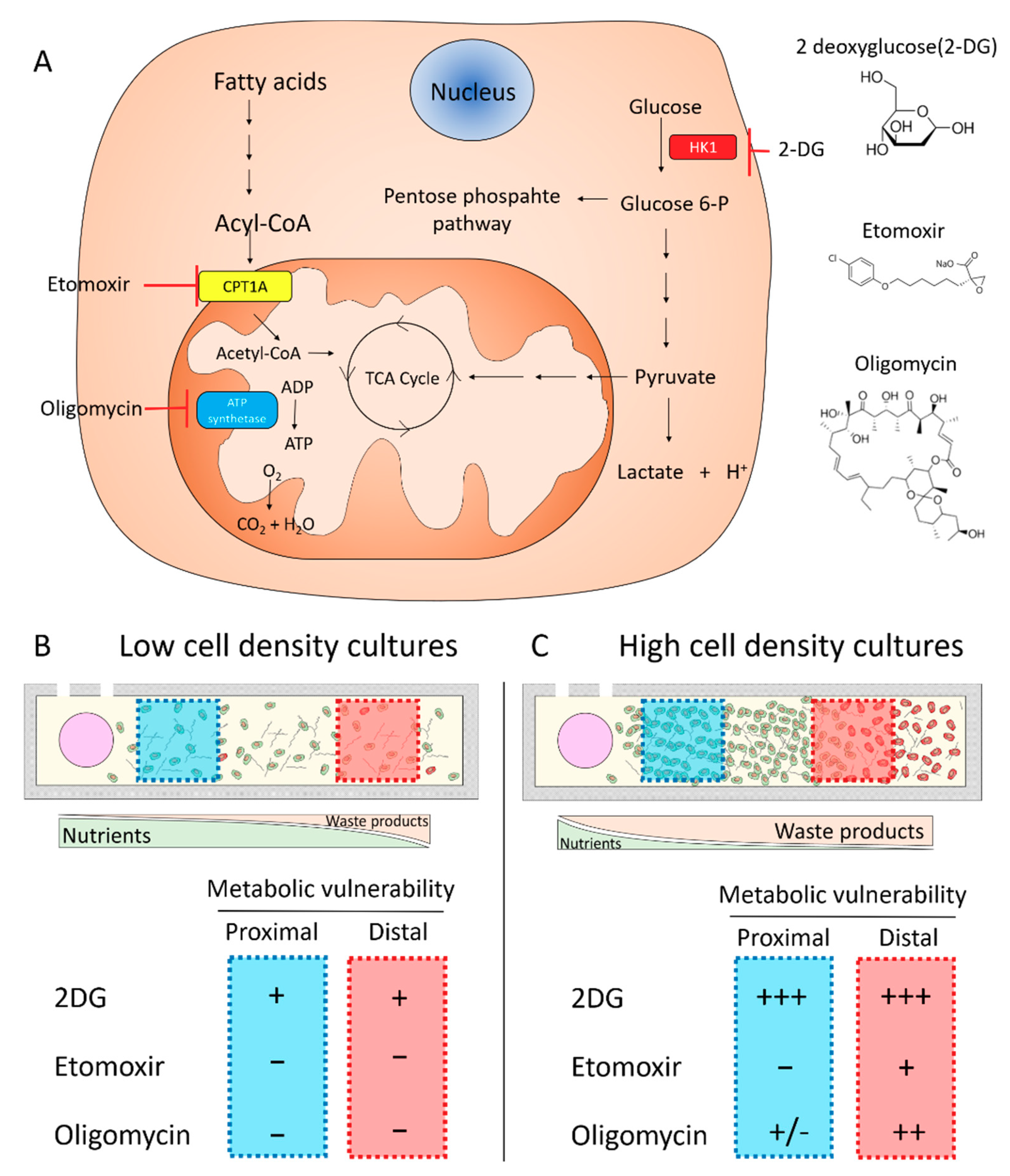 Ijms 21 09075 g008 Ijms 21 09075 g008