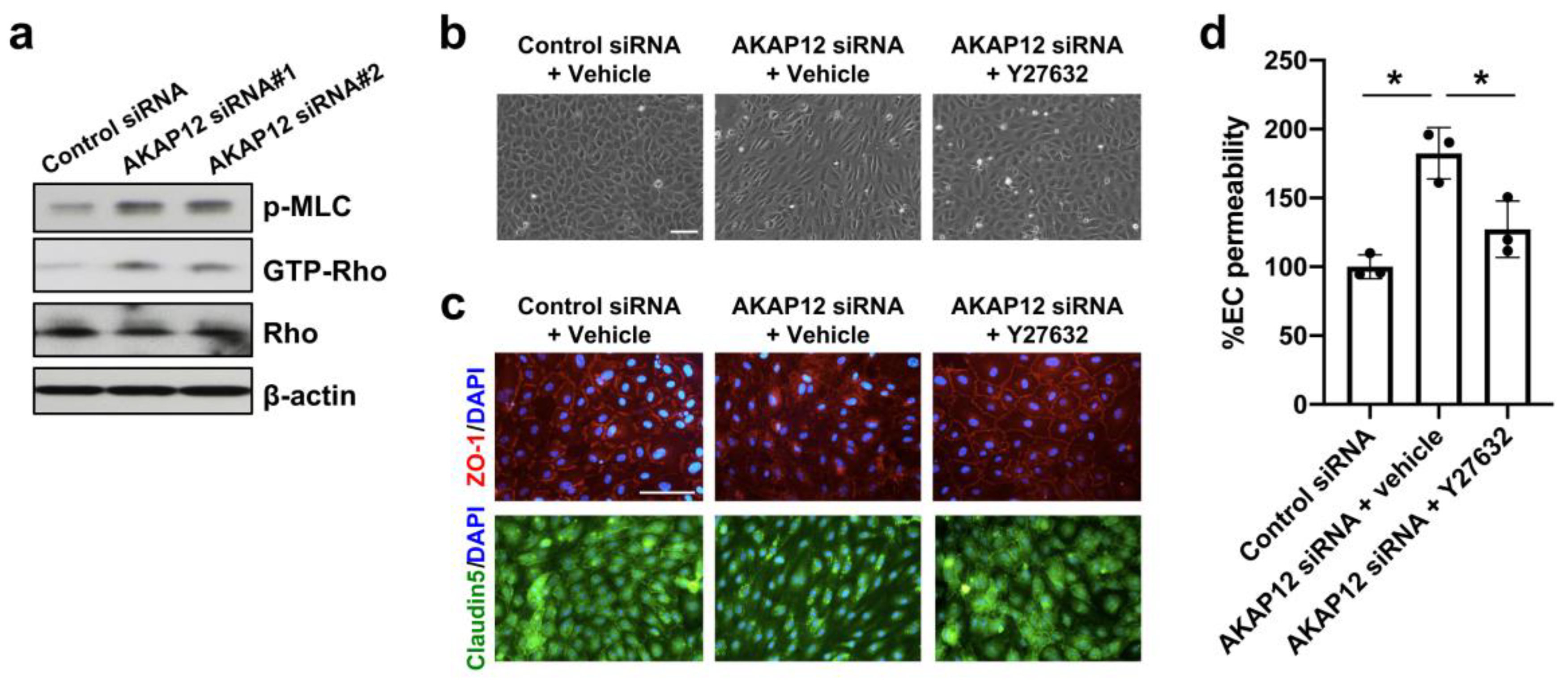 Ijms 21 09078 g004 Ijms 21 09078 g004