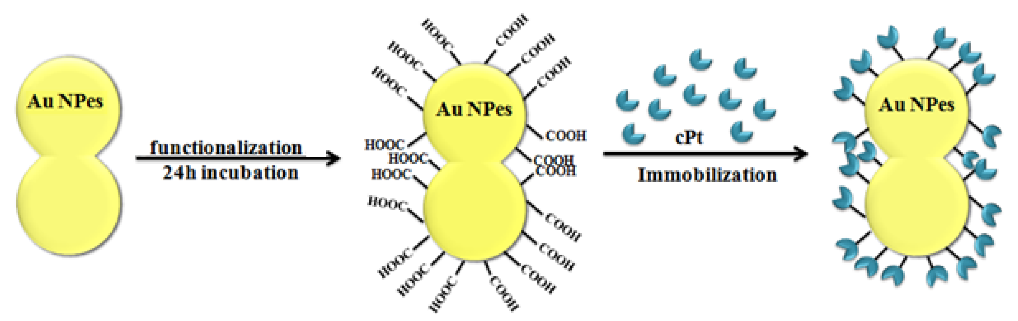 Ijms 21 09082 g004 Ijms 21 09082 g004