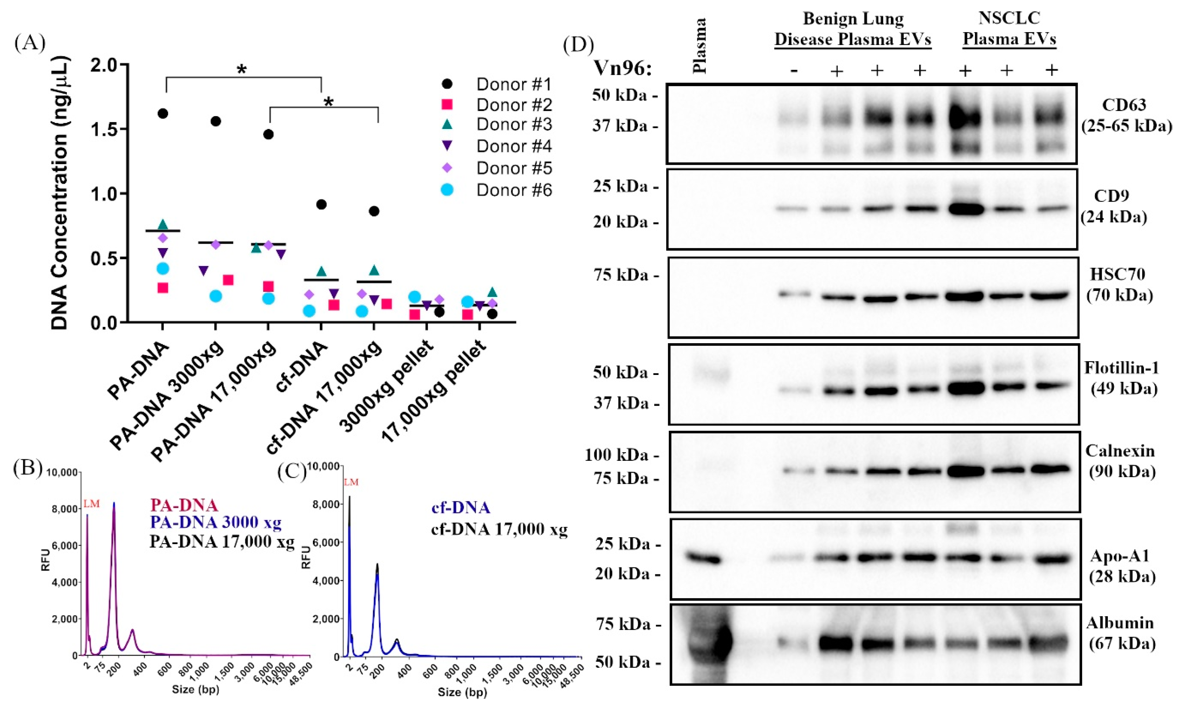 Ijms 21 09083 g001 Ijms 21 09083 g001