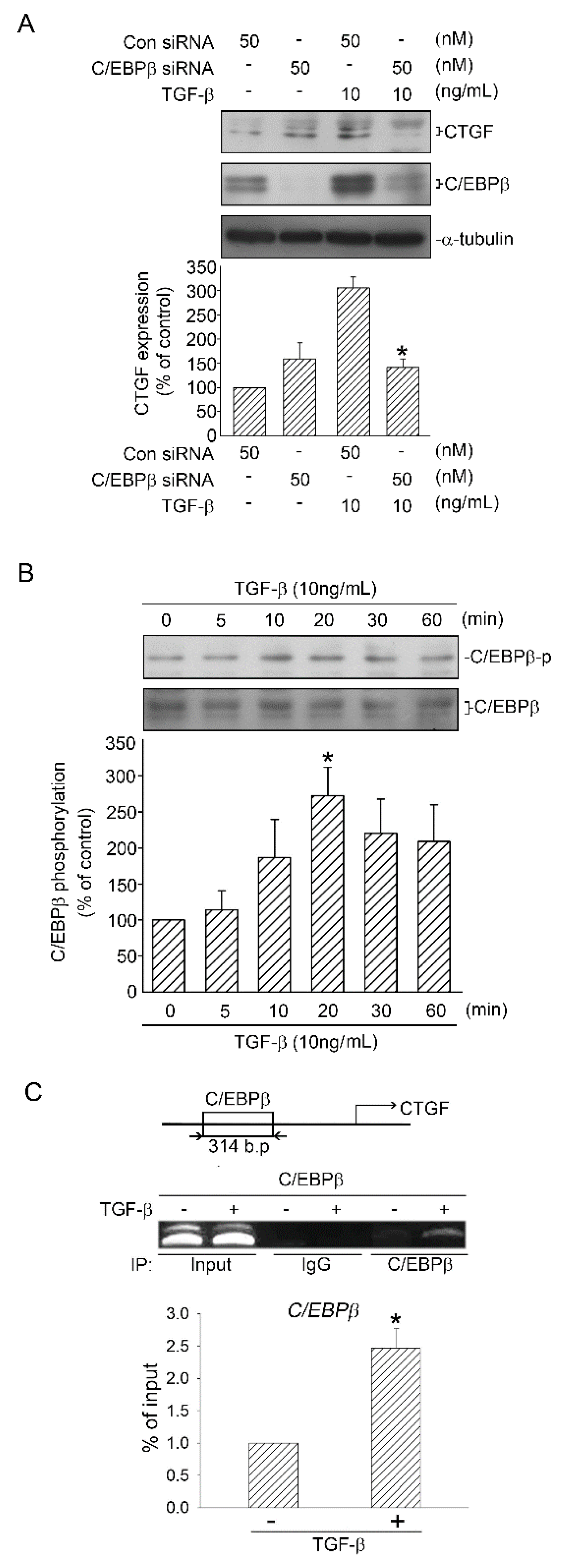 Ijms 21 09084 g005 Ijms 21 09084 g005