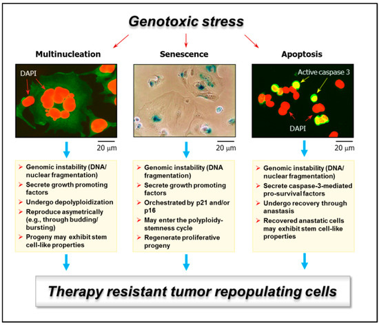 Programmed cell death 50 (and beyond)