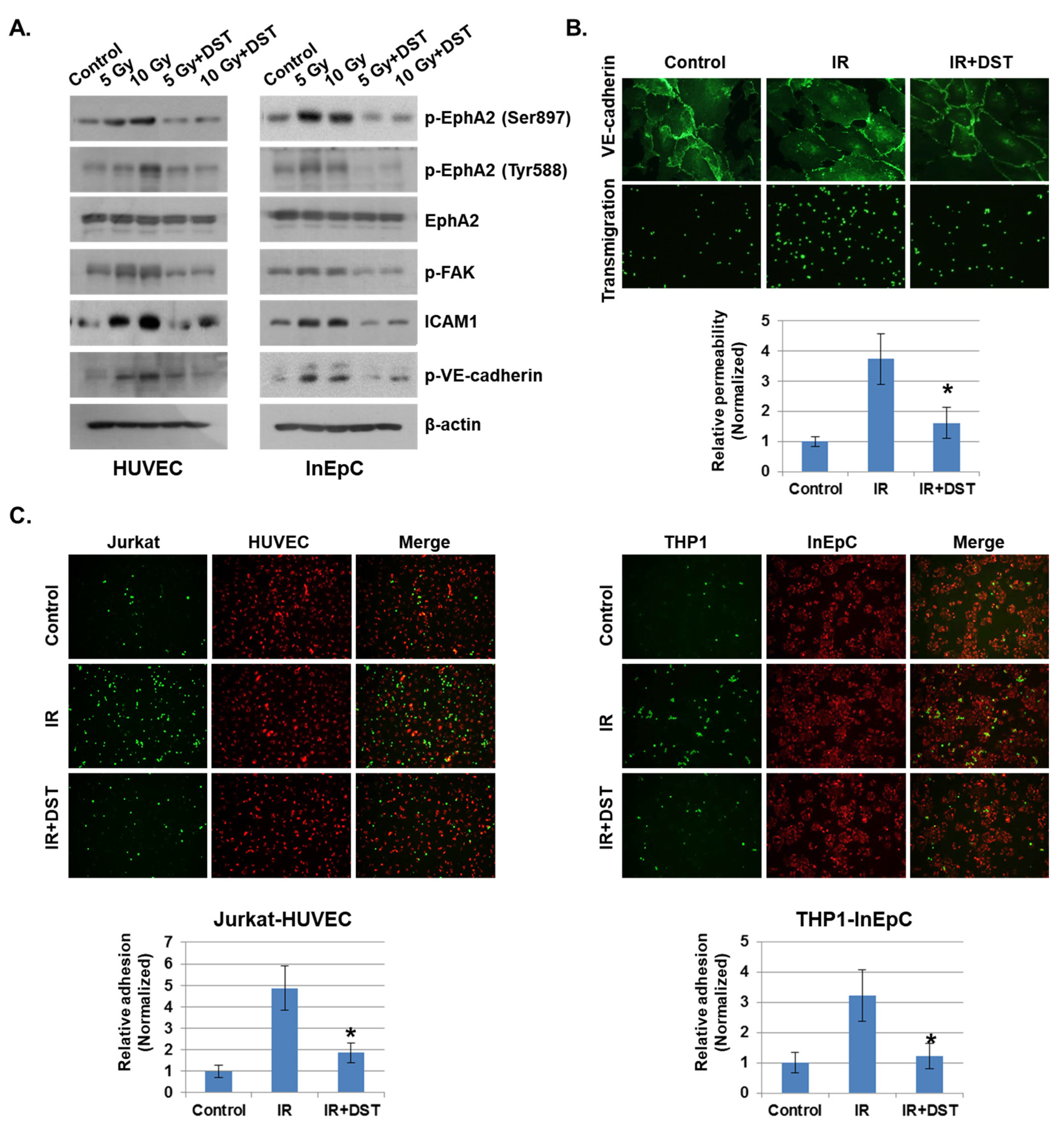 Ijms 21 09096 g005 Ijms 21 09096 g005