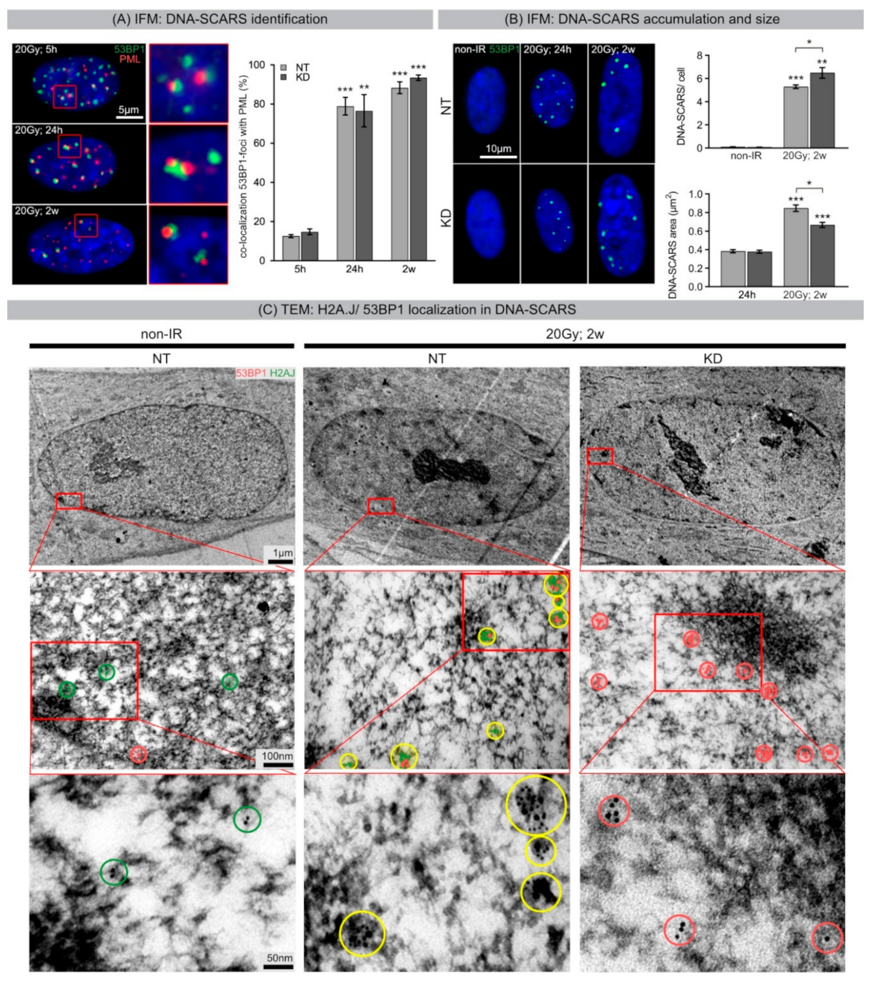 Ijms Free Full Text Histone Variant H2a J Marks Persistent Dna Damage And Triggers The Secretory Phenotype In Radiation Induced Senescence Html Ijms Free Full Text Histone Variant H2a J Marks Persistent Dna Damage And Triggers The Secretory Phenotype In Radiation Induced Senescence Html