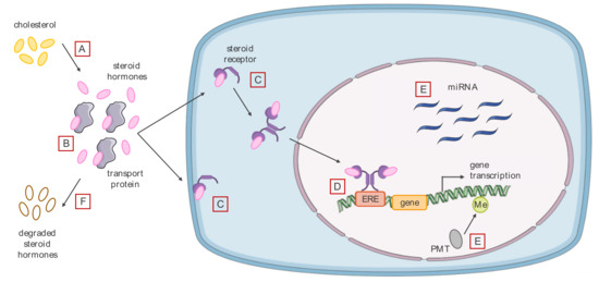 IJMS | Free Full-Text | Exposure to Endocrine Disrupting Chemicals