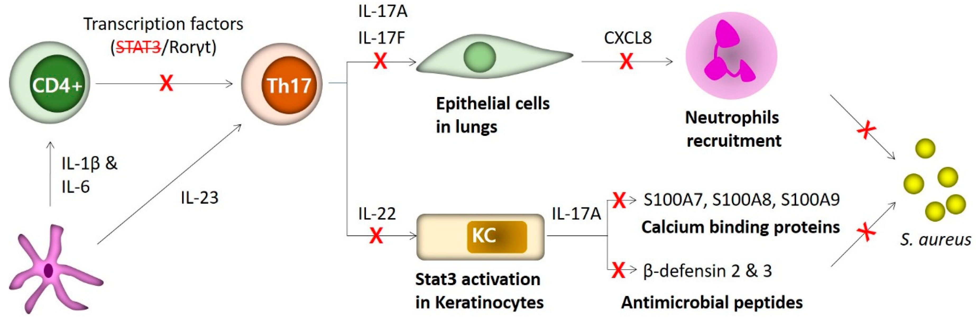 Ijms 21 09152 g002 Ijms 21 09152 g002
