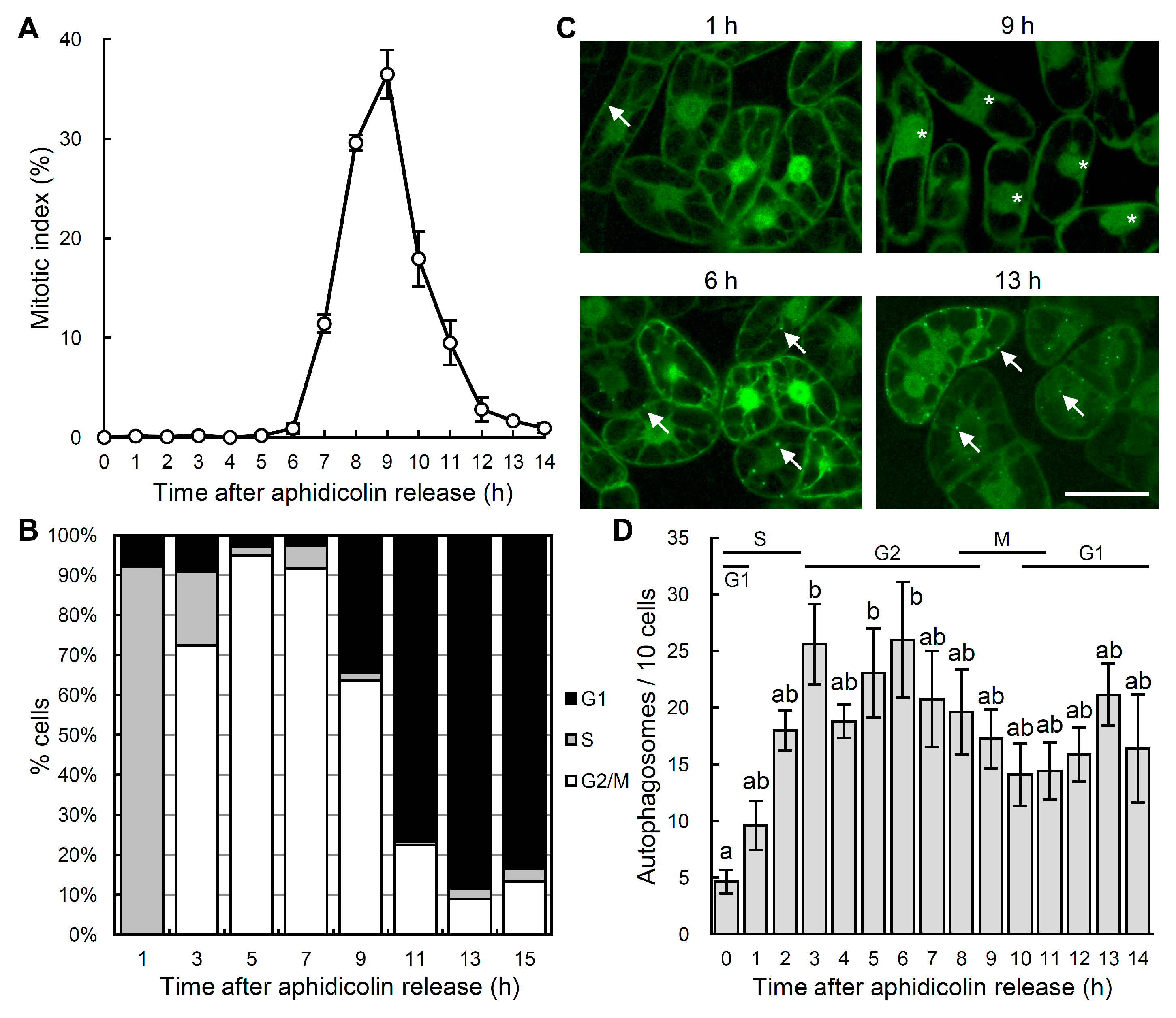 Ijms Free Full Text Cell Cycle Dependence Of Autophagic Activity And Inhibition Of Autophagosome Formation At M Phase In Tobacco By 2 Cells Html