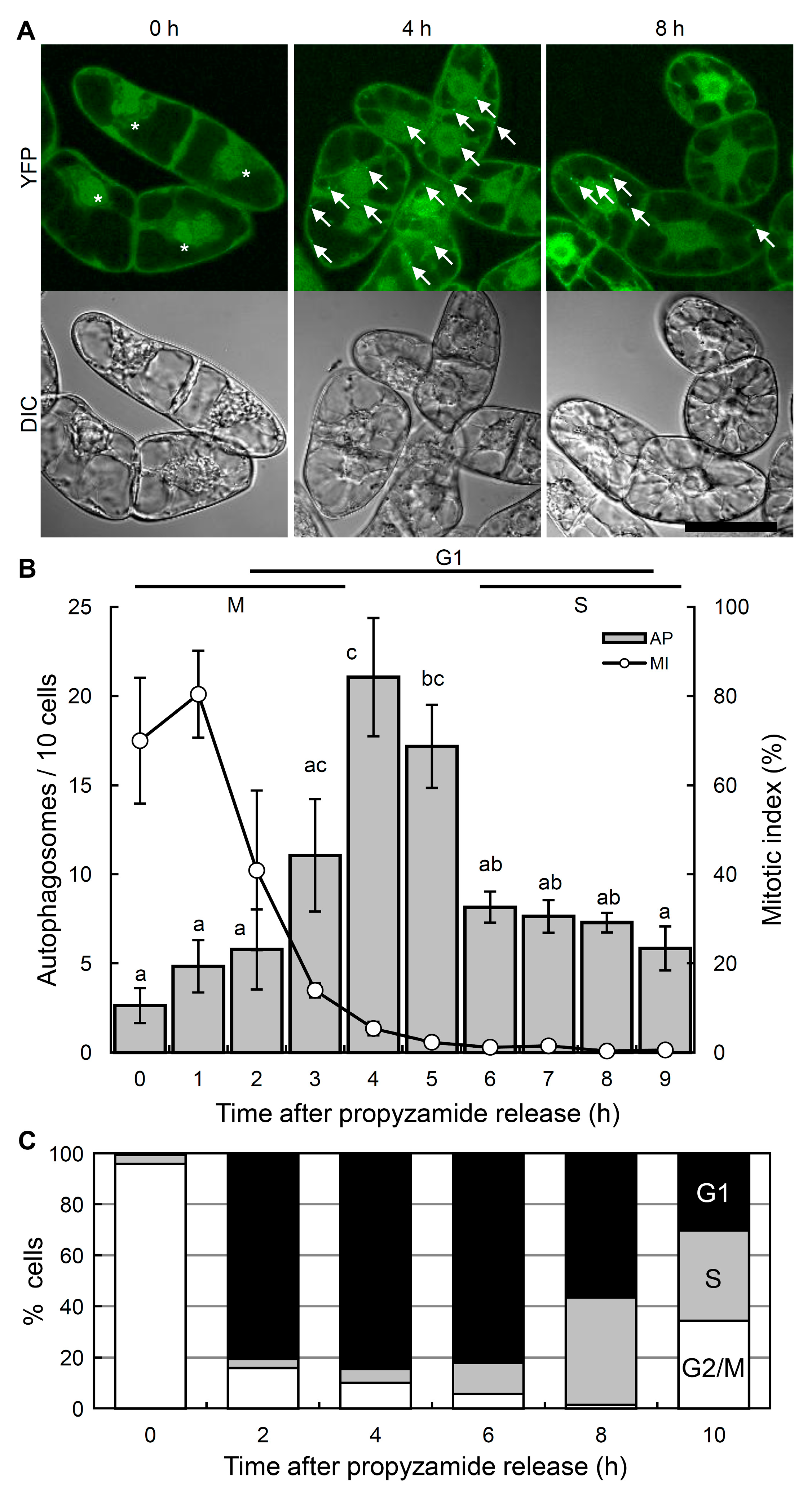 Ijms 21 09166 g002 Ijms 21 09166 g002