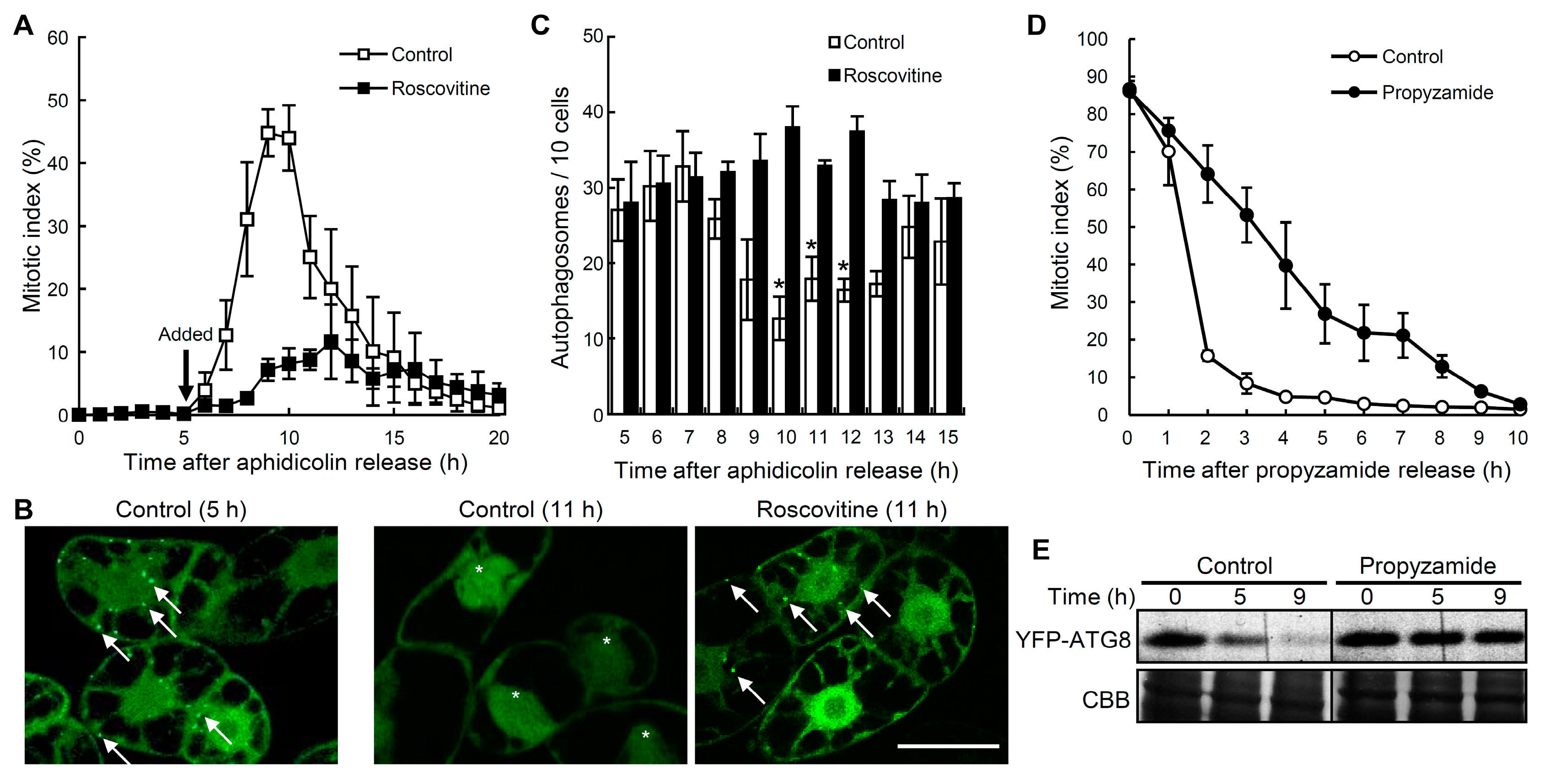 Ijms 21 09166 g004 Ijms 21 09166 g004