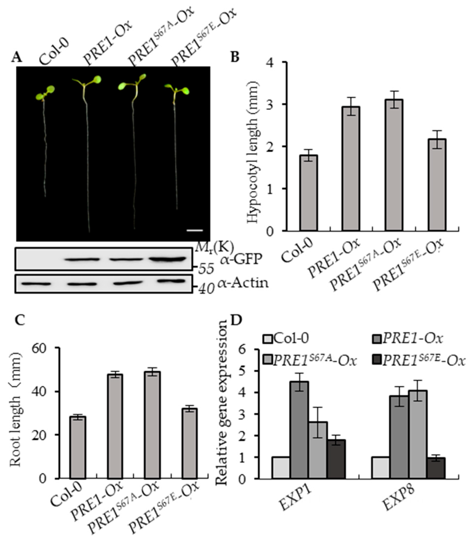 Ijms 21 09183 g002 Ijms 21 09183 g002