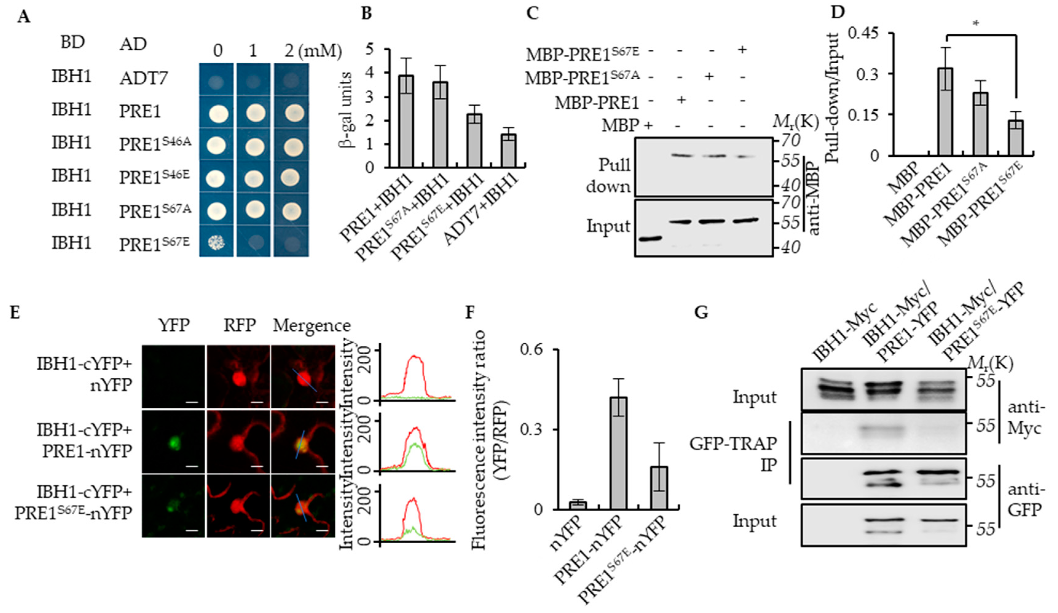 Ijms 21 09183 g003 Ijms 21 09183 g003